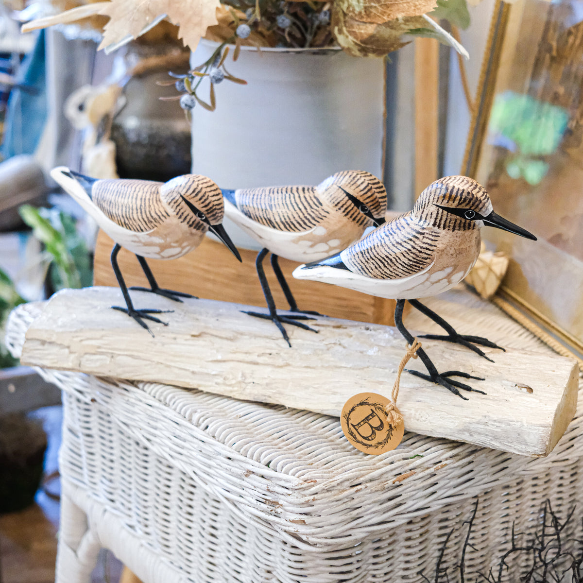 Three Brown Sandpipers on Log
