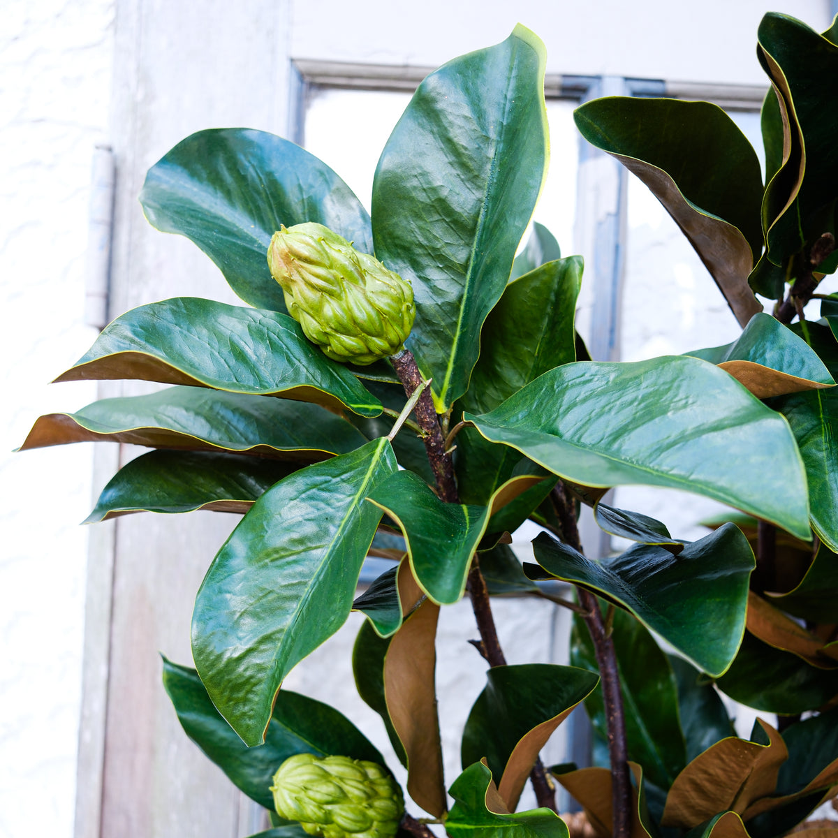 Grand Magnolia Leaf Pods Branch 44"L