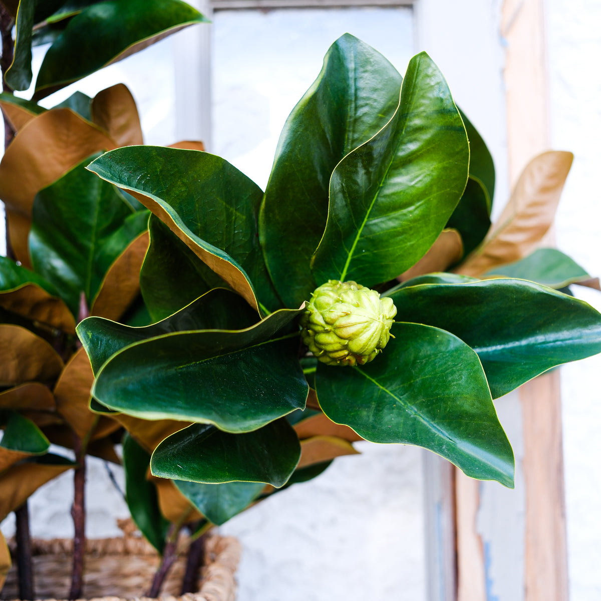 Grand Magnolia Leaf Pods Branch 44"L