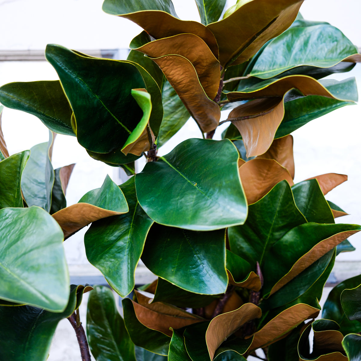 Grand Magnolia Leaf Pods Branch 44"L
