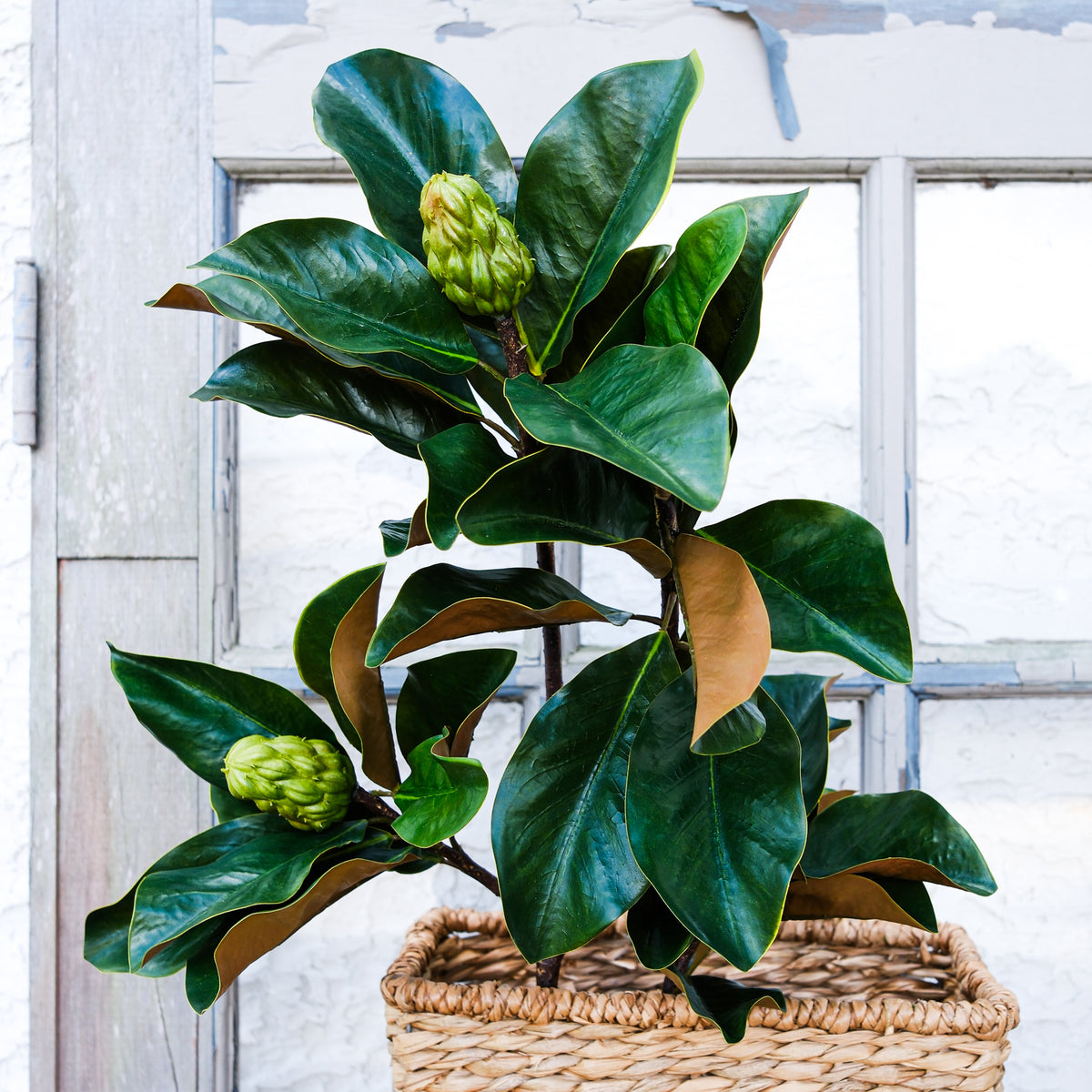 Grand Magnolia Leaf Pods Branch 44"L