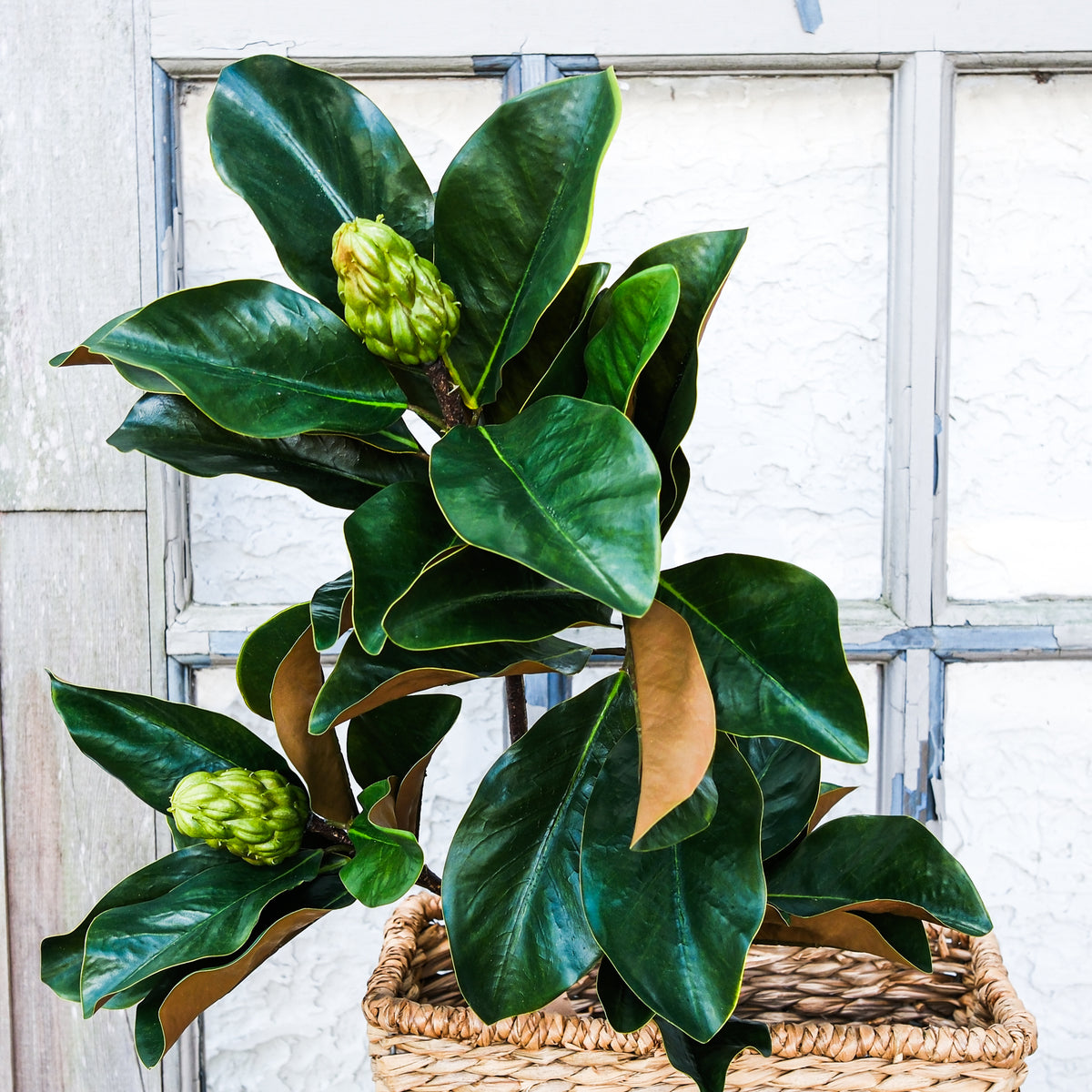 Grand Magnolia Leaf Pods Branch 44"L