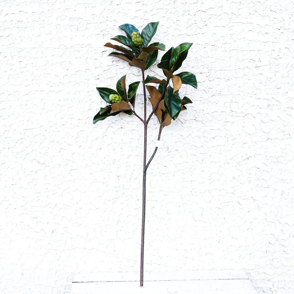 Grand Magnolia Leaf Pods Branch 44"L
