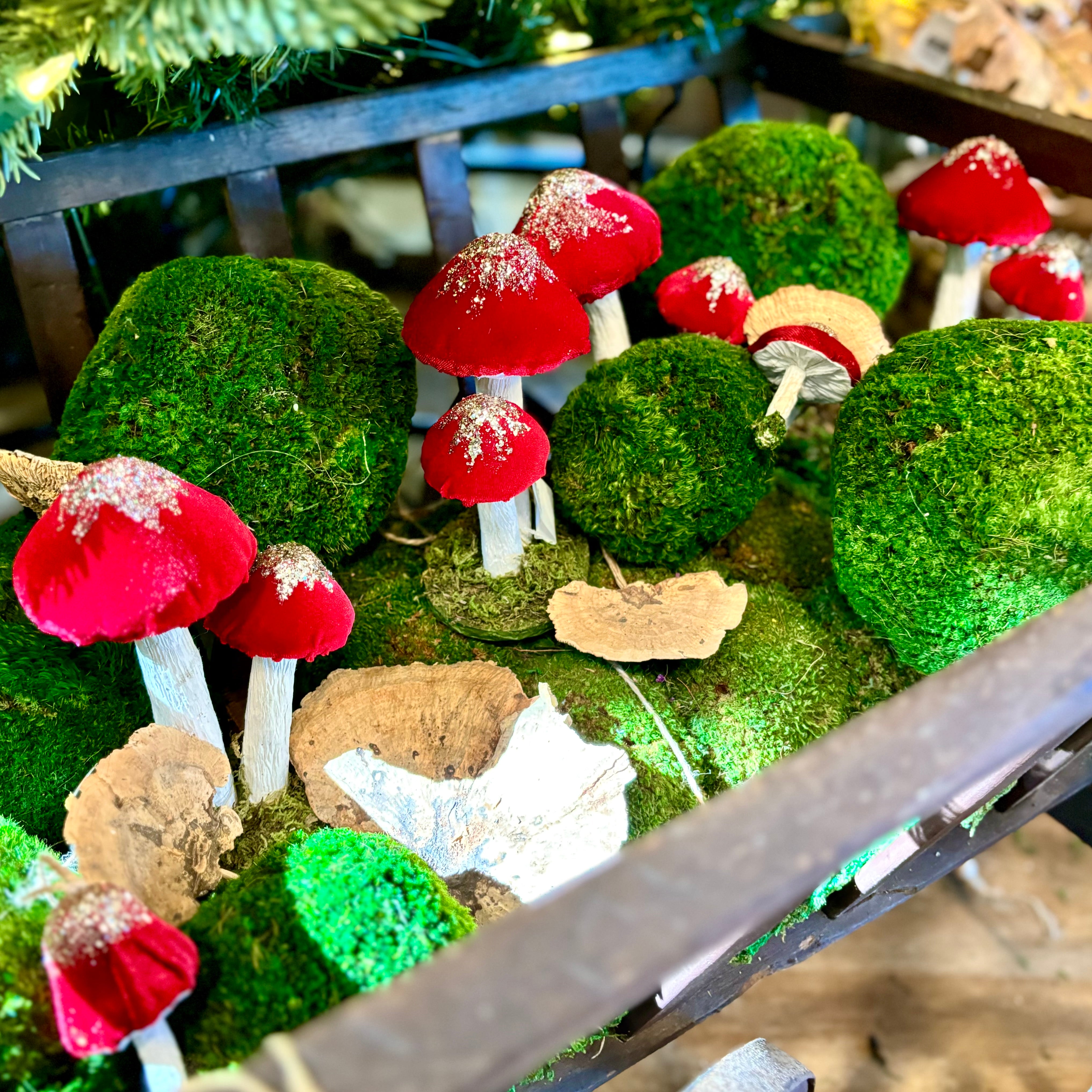 Red Mushroom Cluster