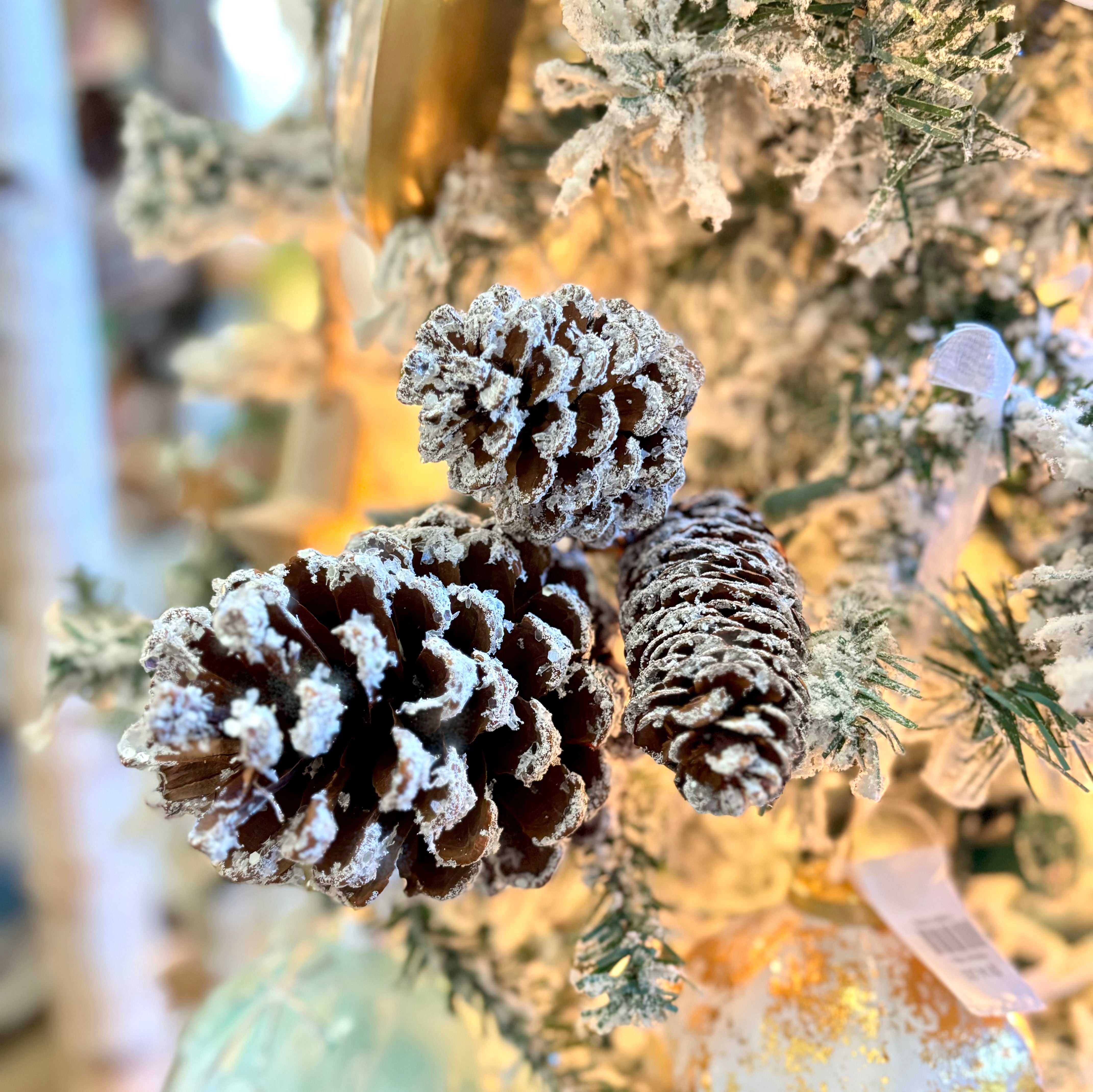 Frosted Mixed Pinecone Pick Three Cones