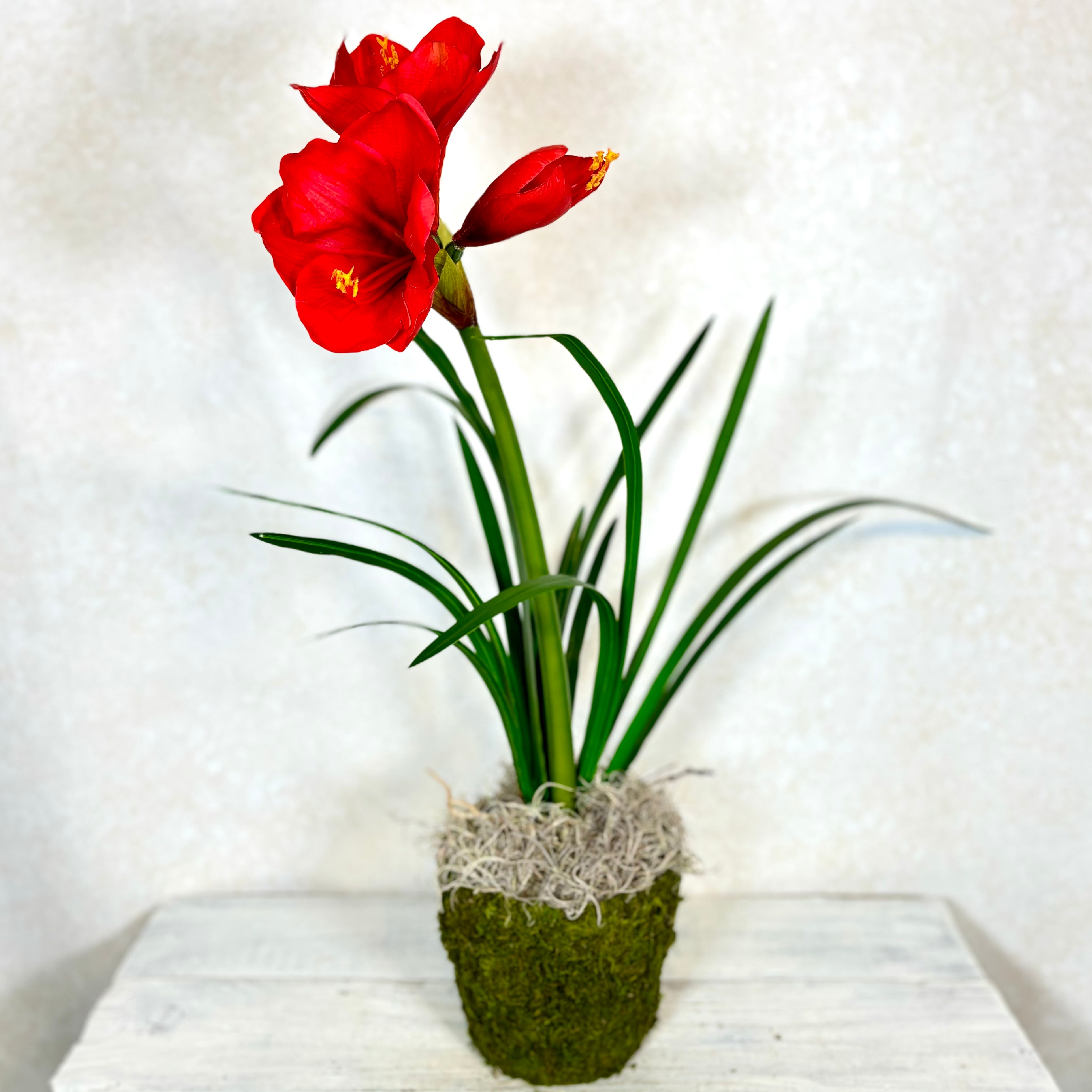 Amaryllis Red Two Full Blooms with Bud