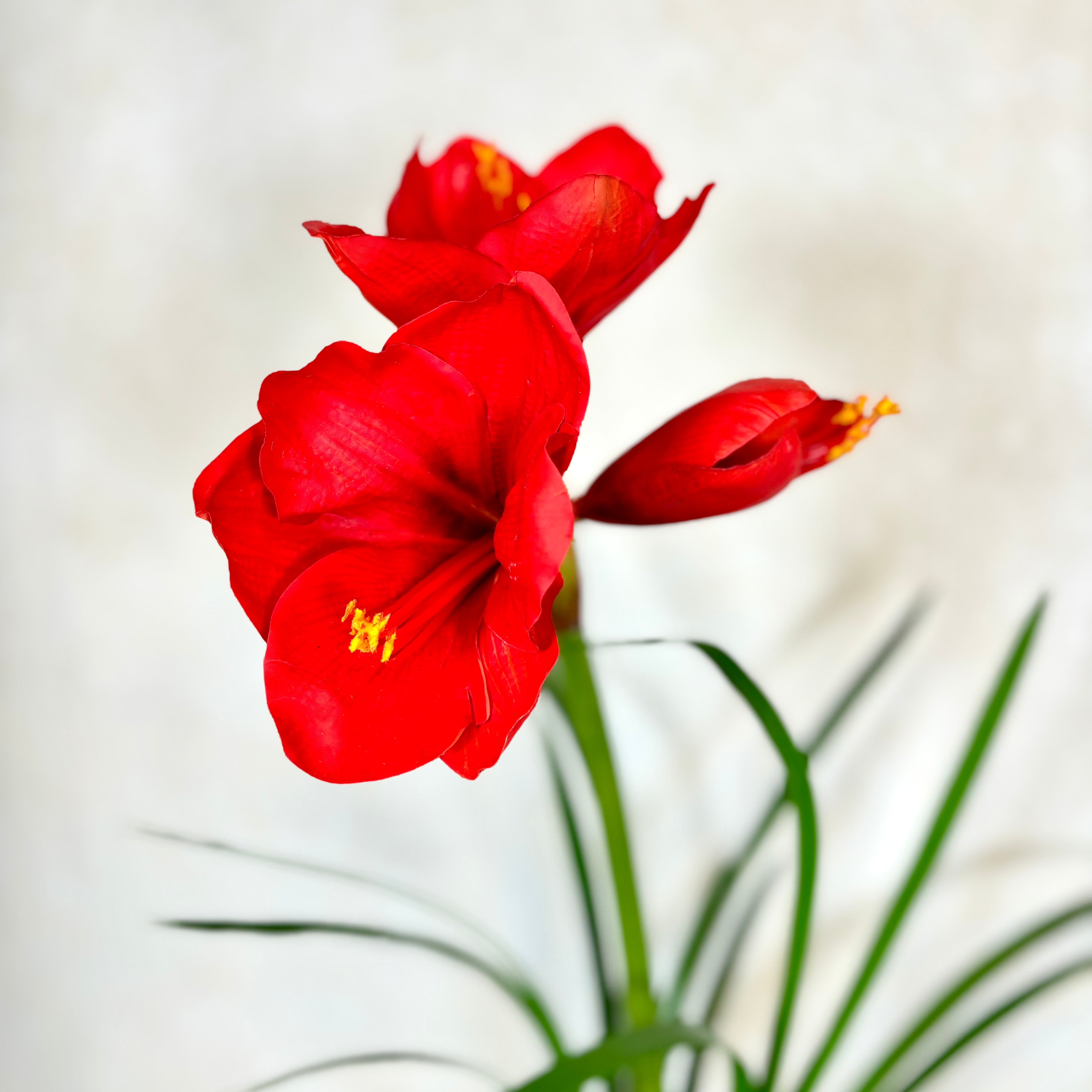 Amaryllis Red Two Full Blooms with Bud