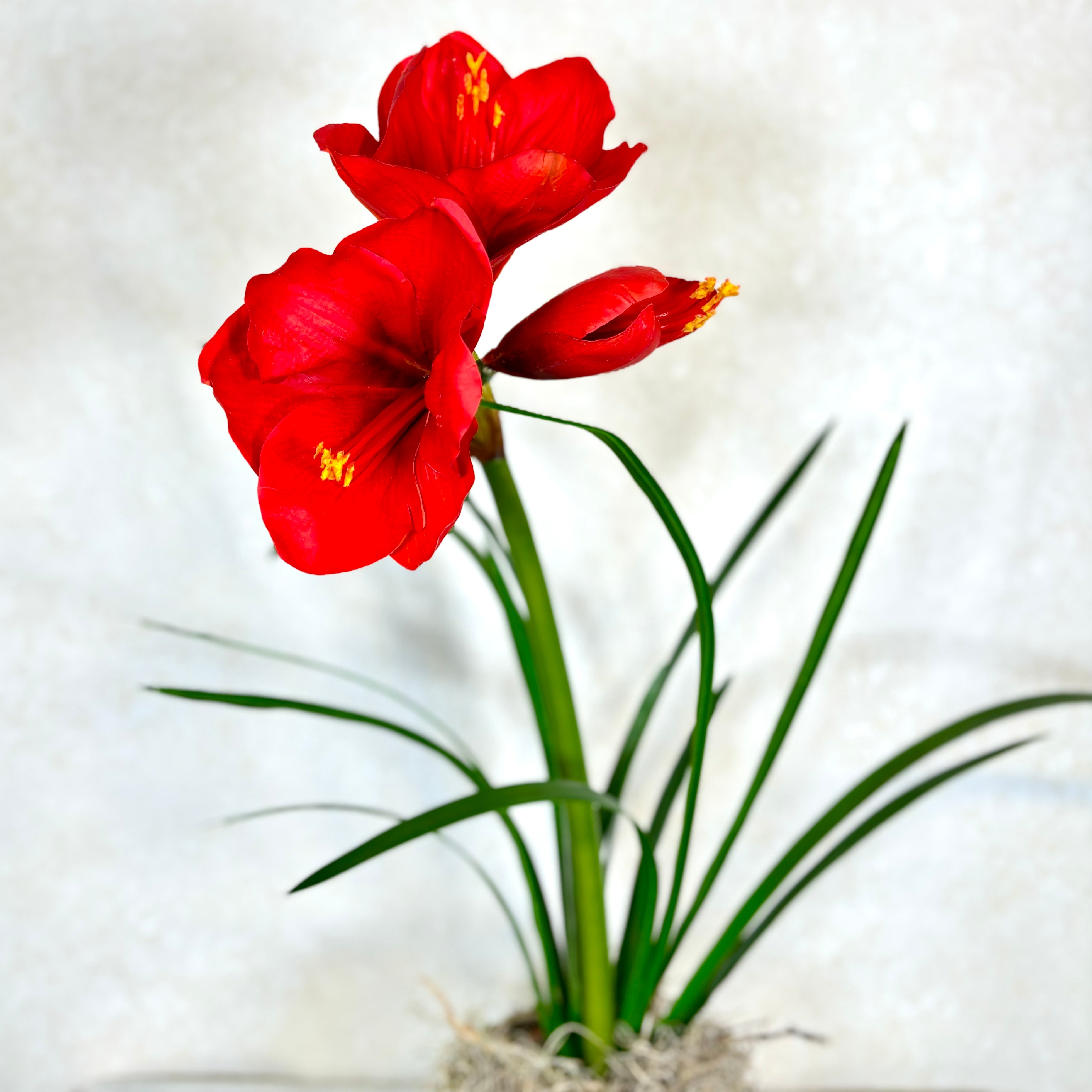 Amaryllis Red Two Full Blooms with Bud