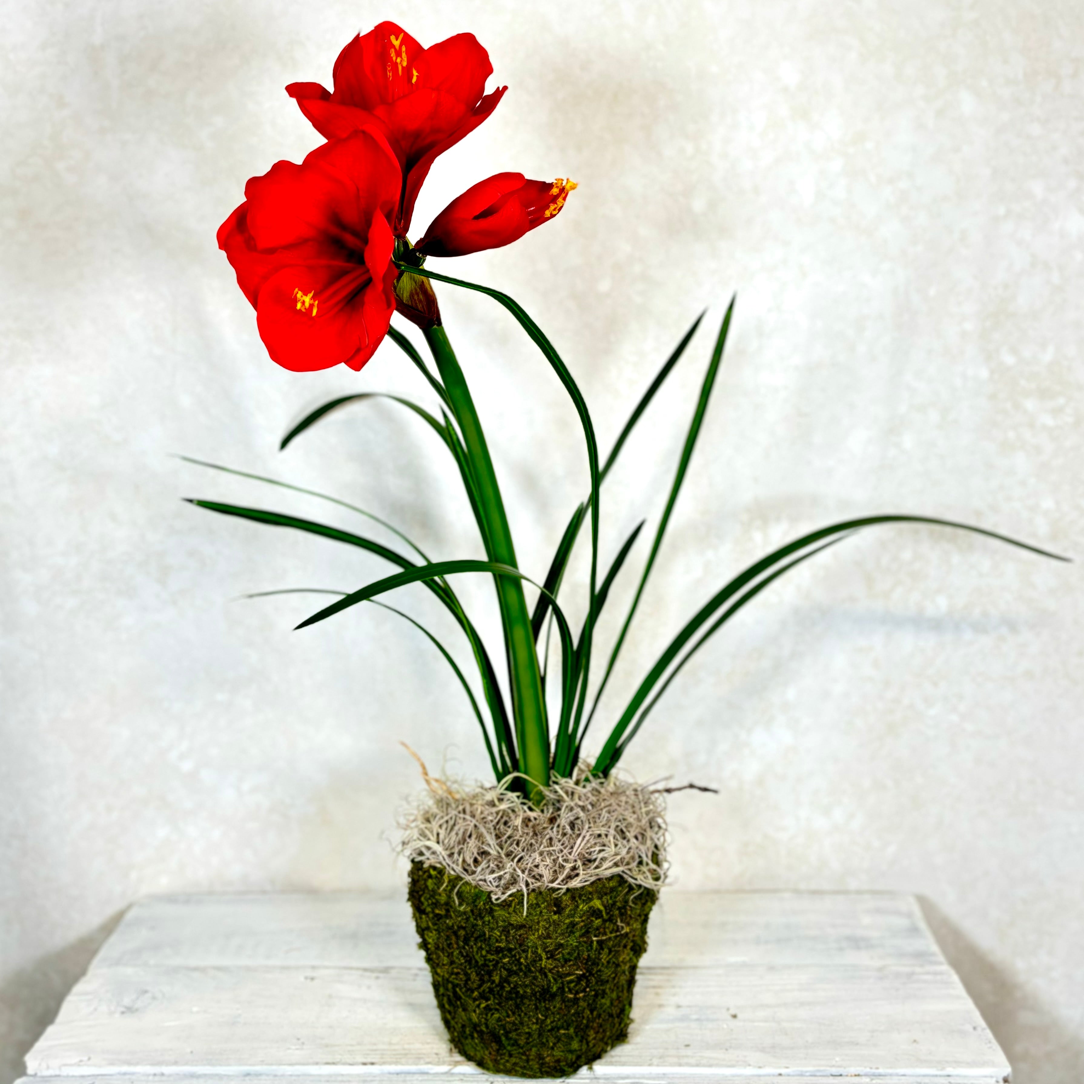 Amaryllis Red Two Full Blooms with Bud