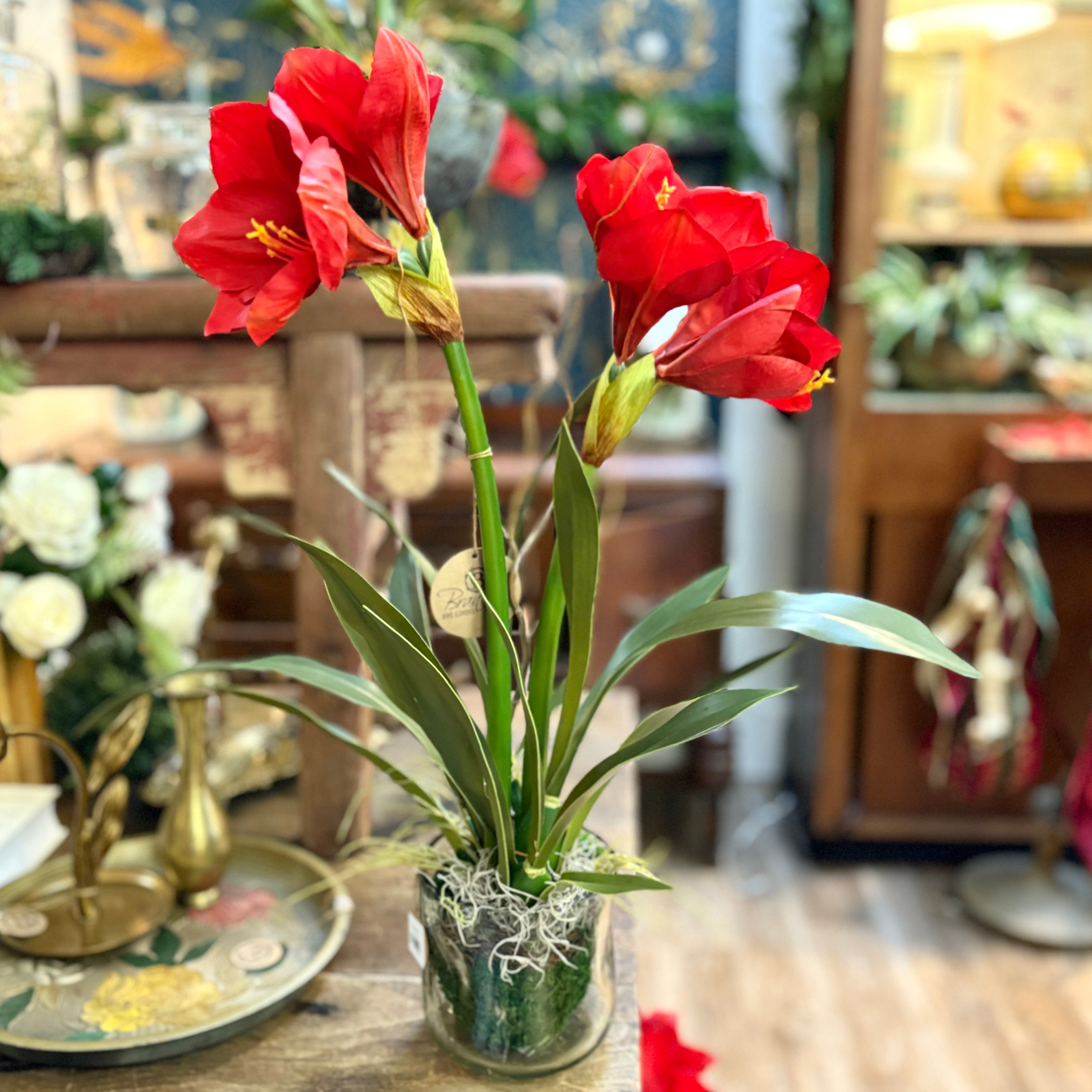 Amaryllis Red Double Drop In