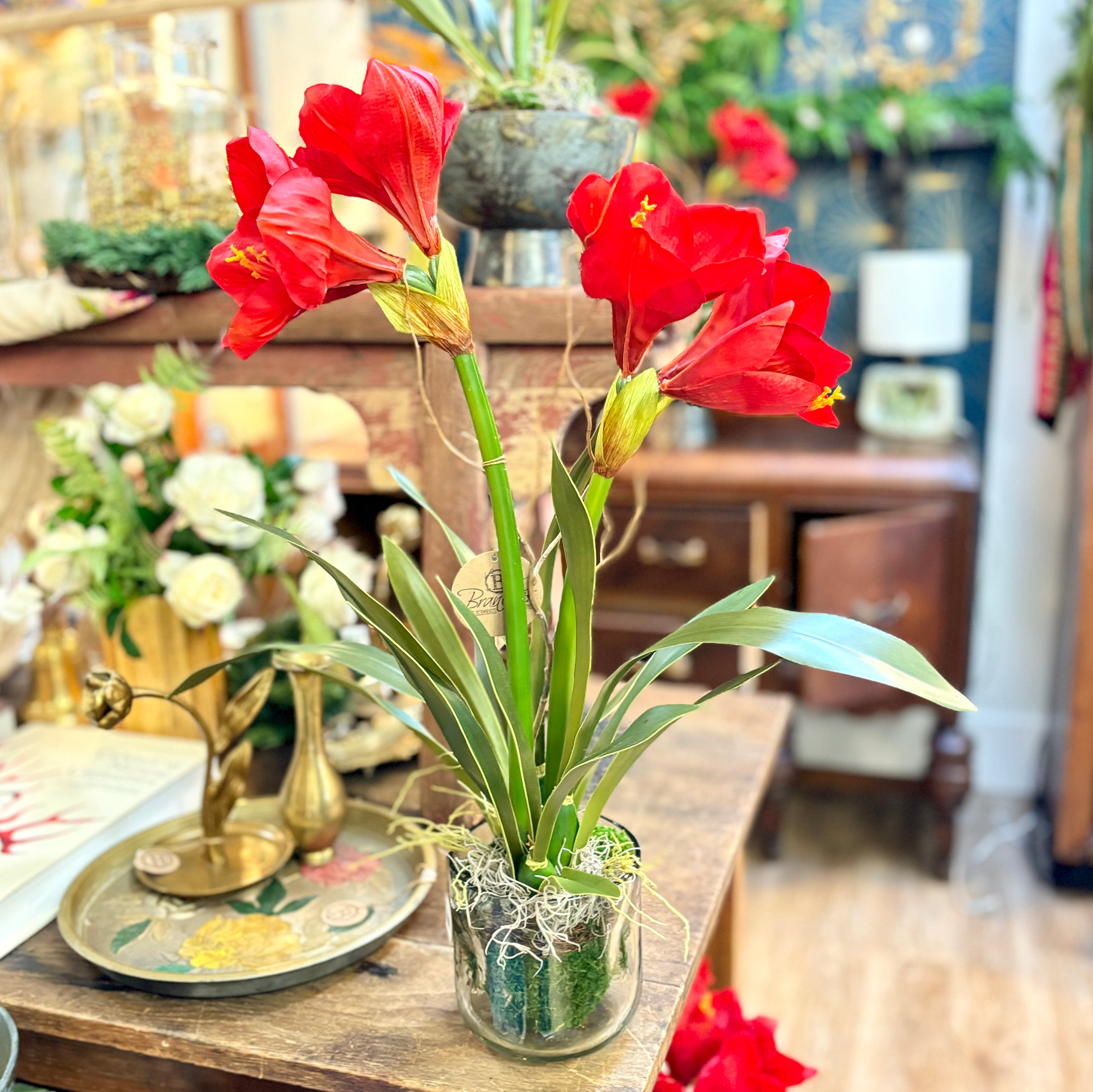 Amaryllis Red Double Drop In