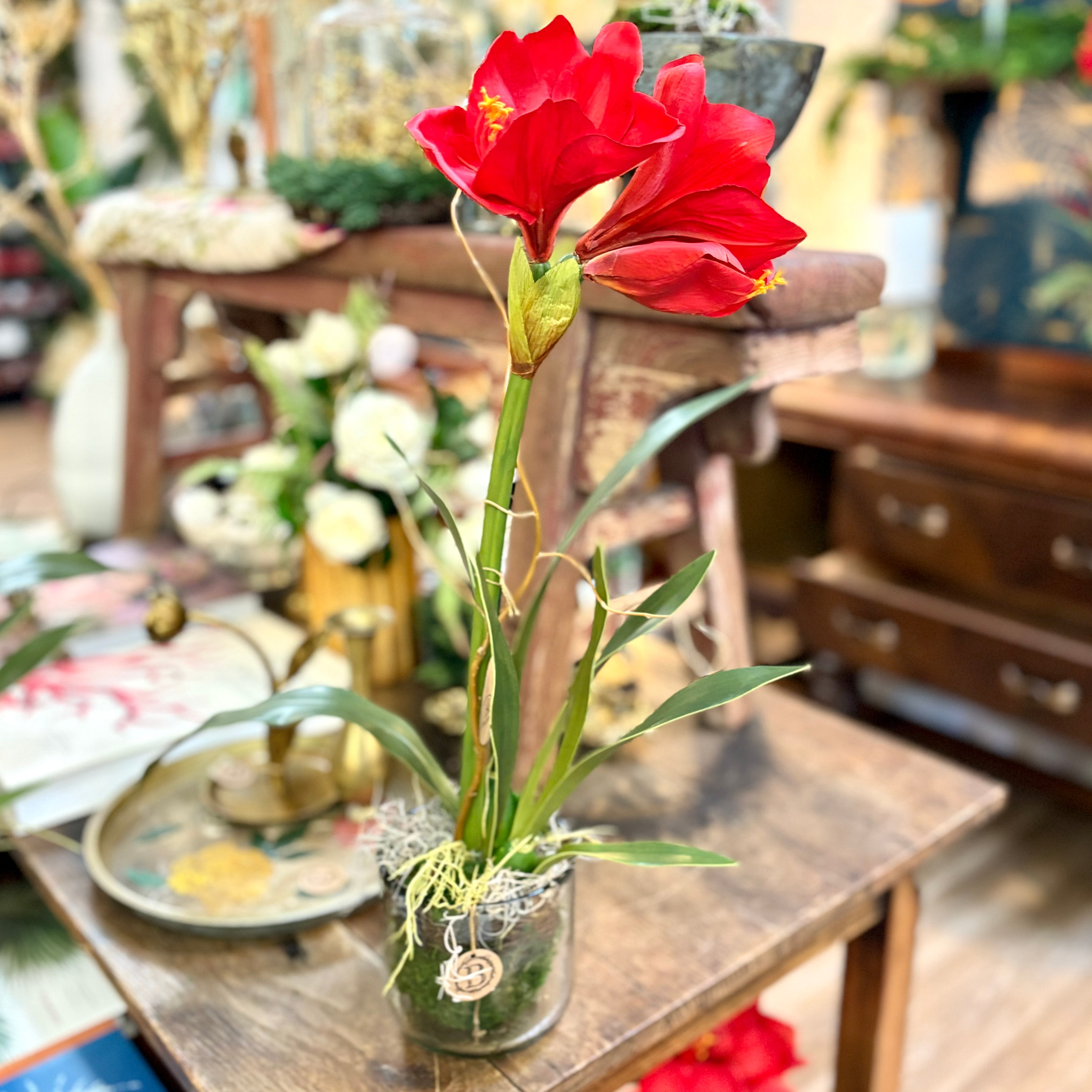 Amaryllis Red Single Drop In