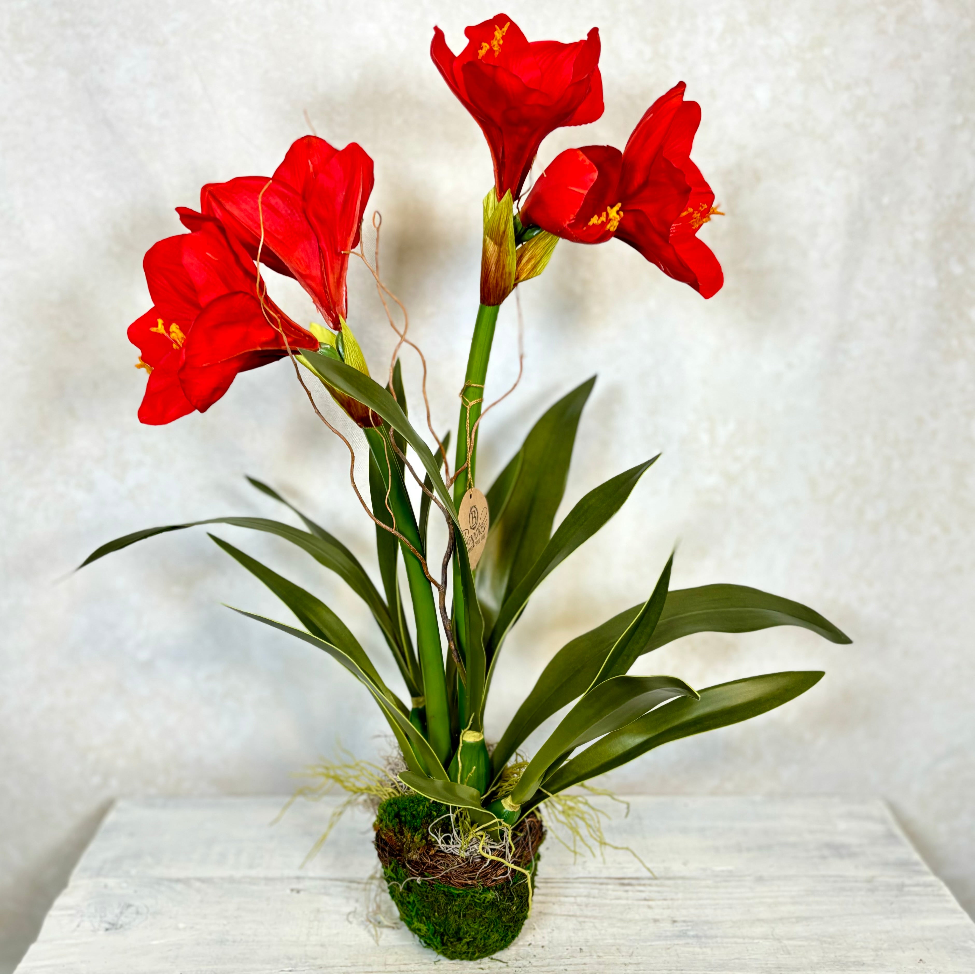 Amaryllis Red Double Drop In