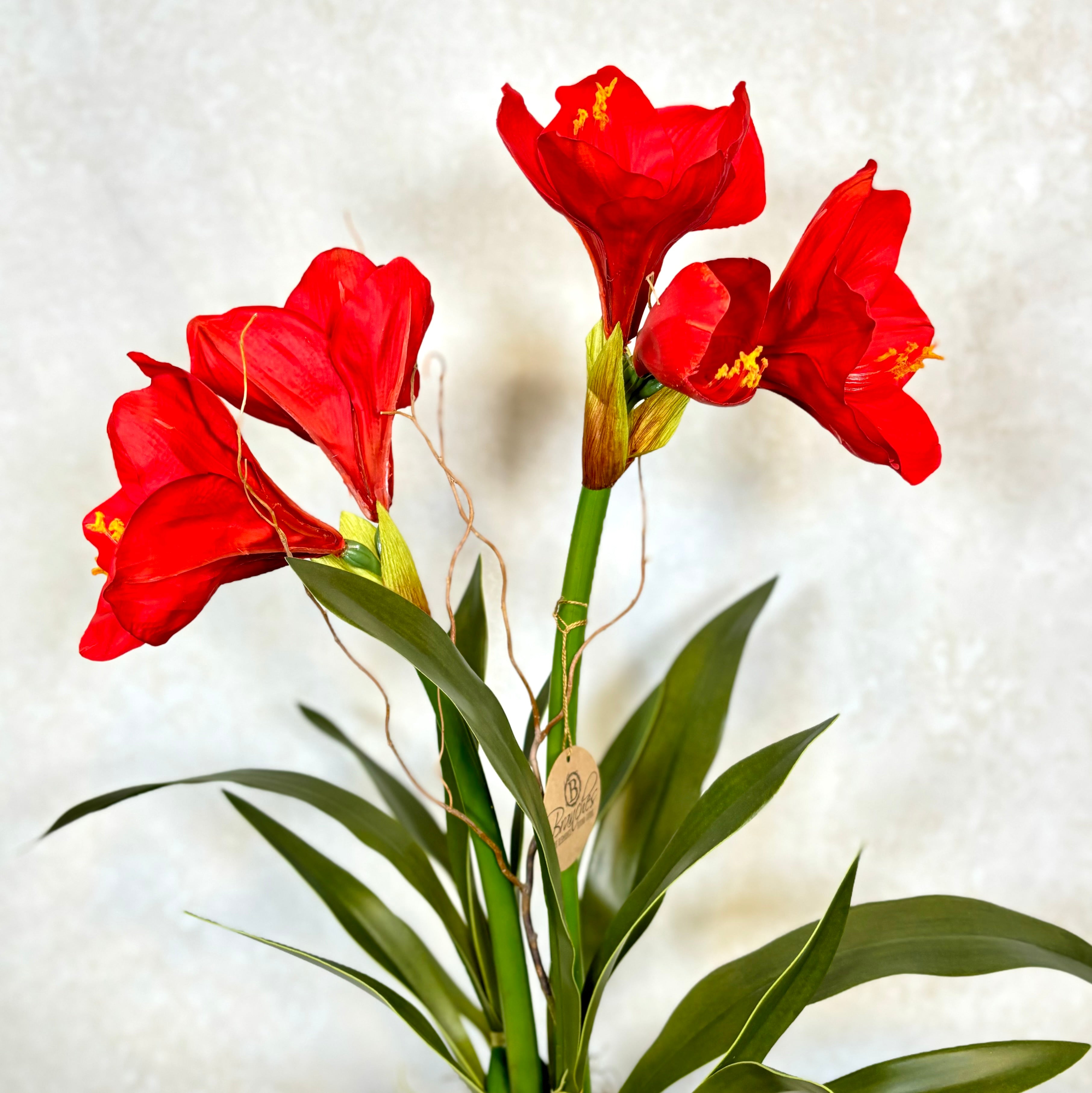 Amaryllis Red Double Drop In