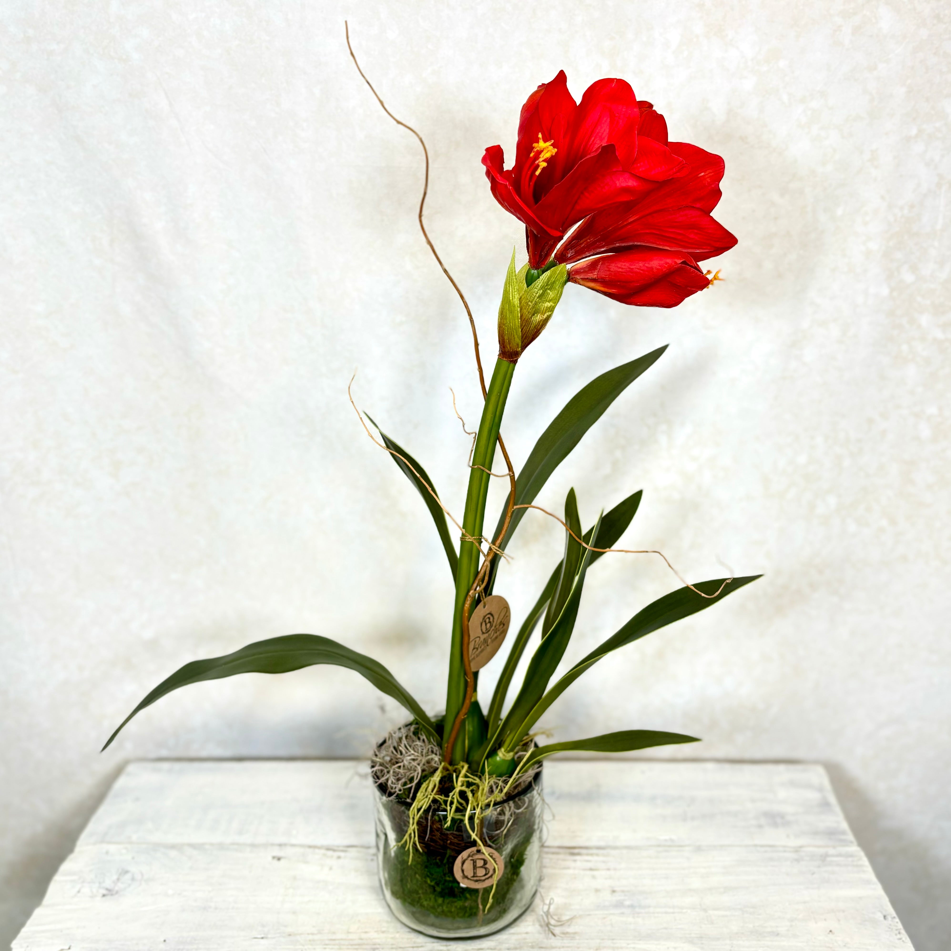 Amaryllis Red Single Drop In