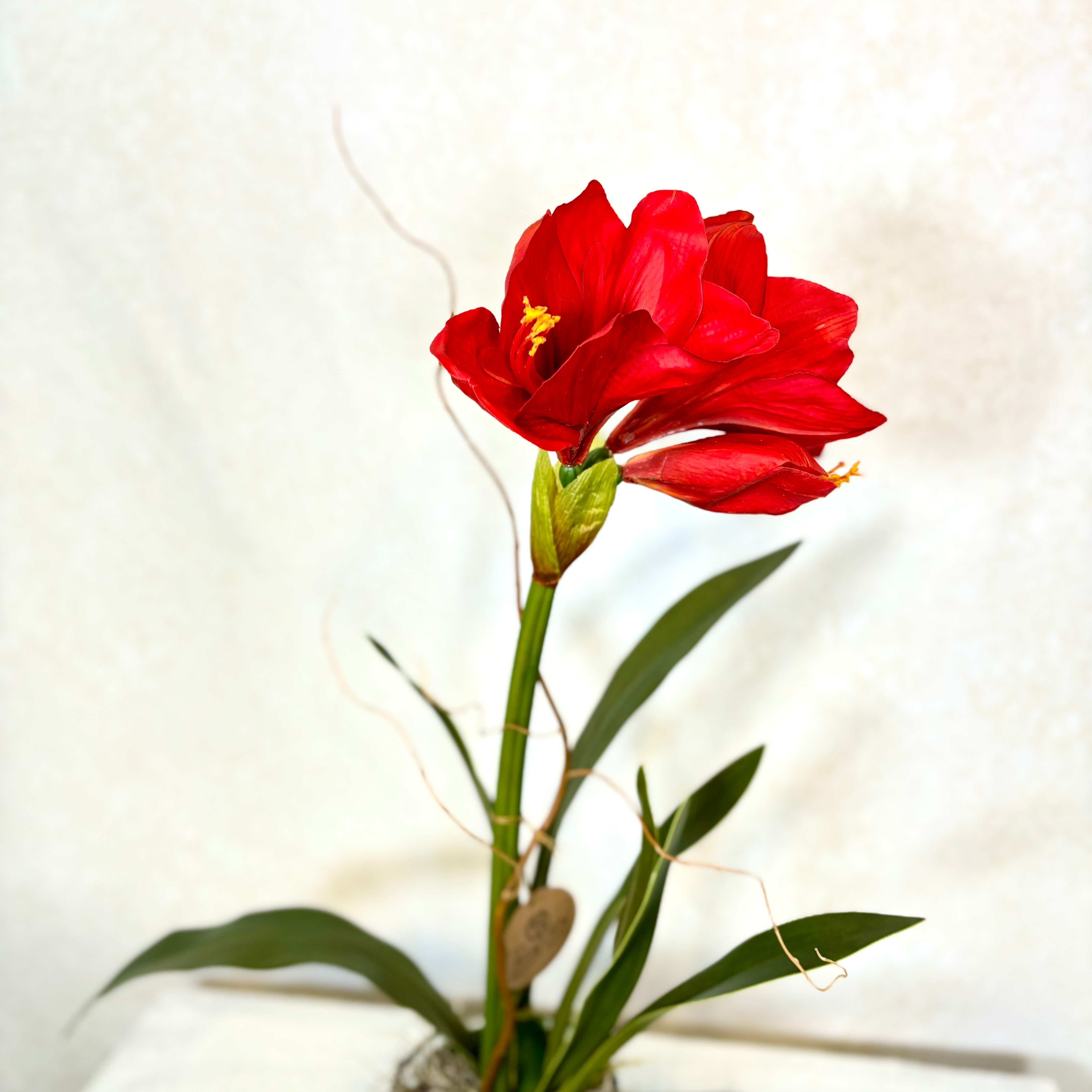 Amaryllis Red Single Drop In