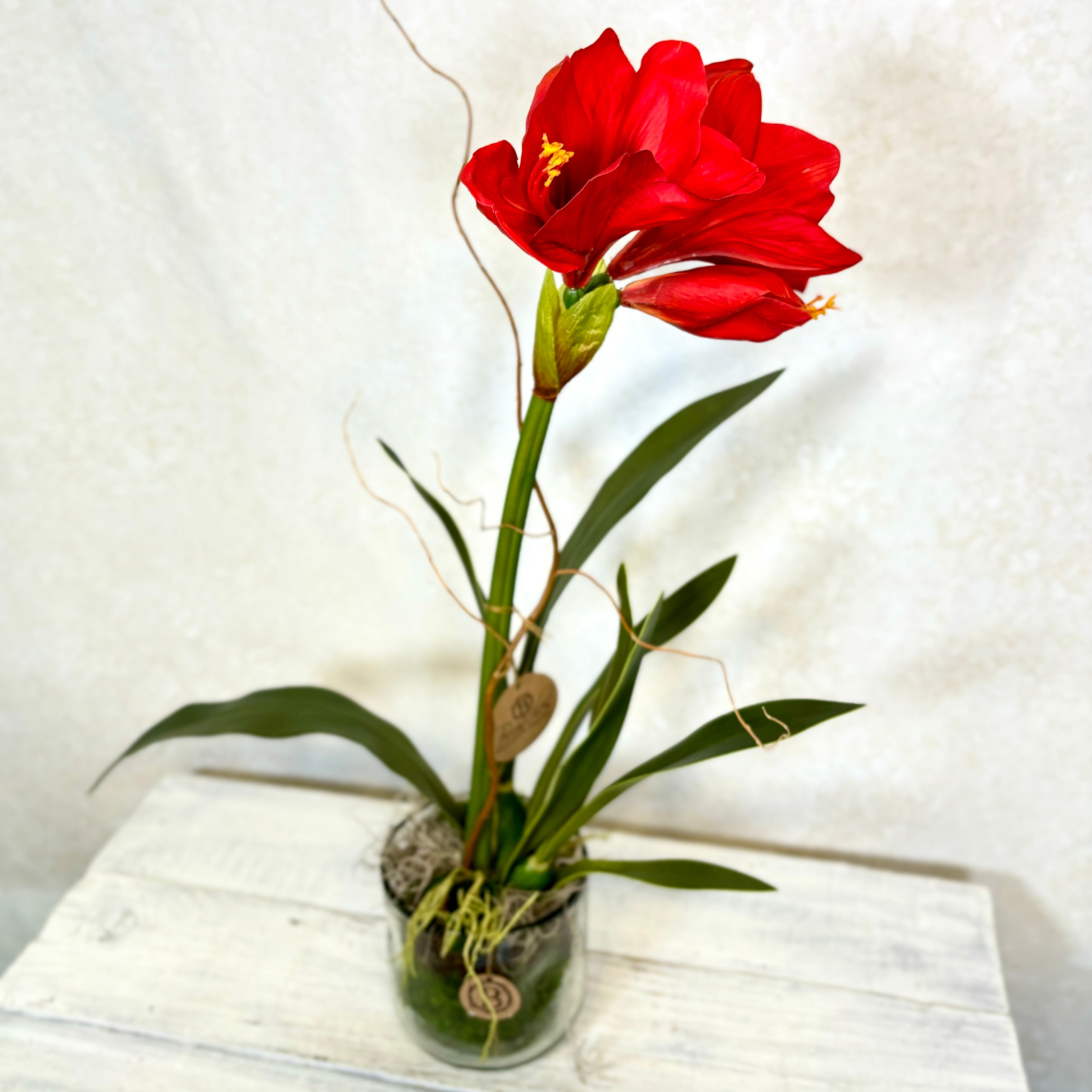 Amaryllis Red Single Drop In