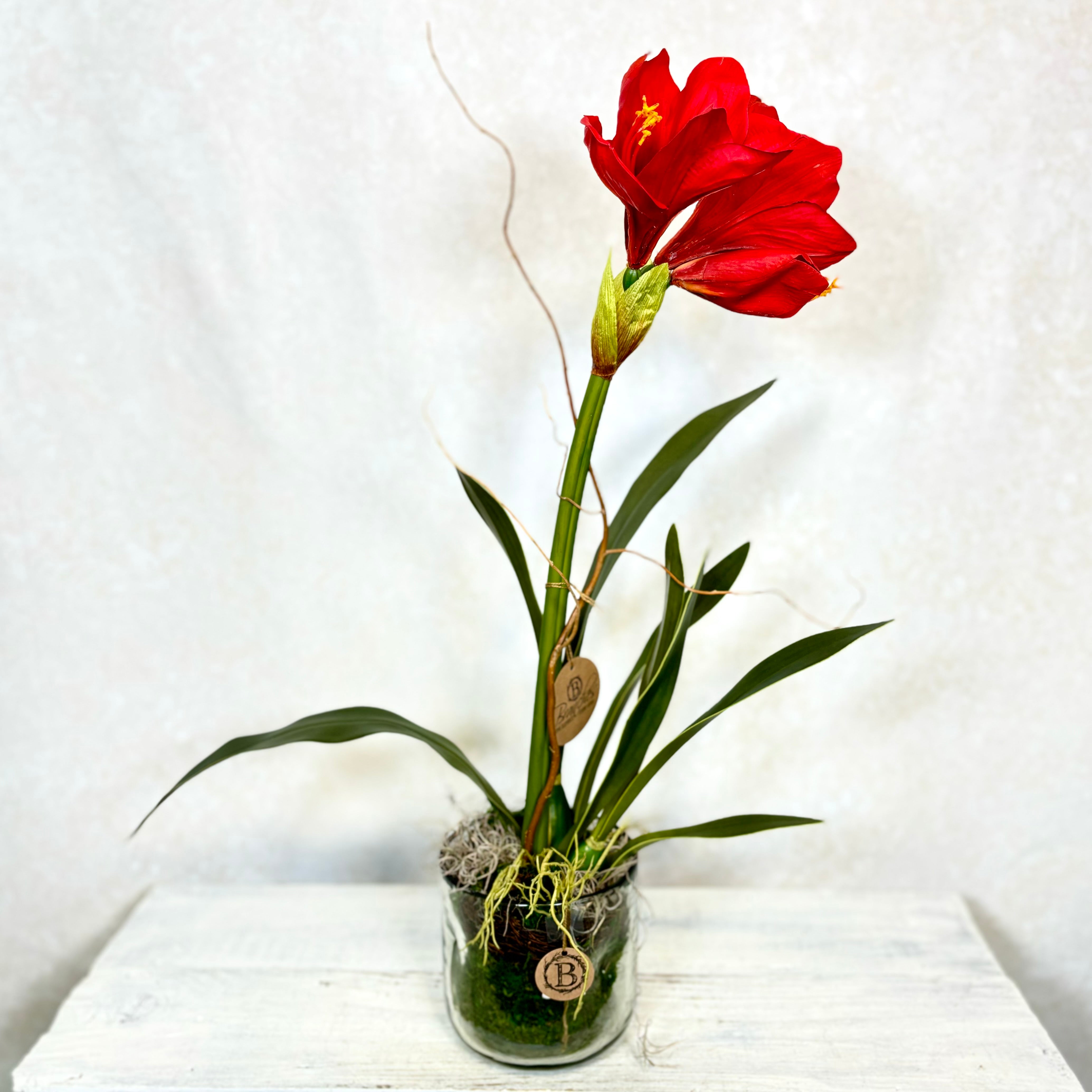 Amaryllis Red Single Drop In