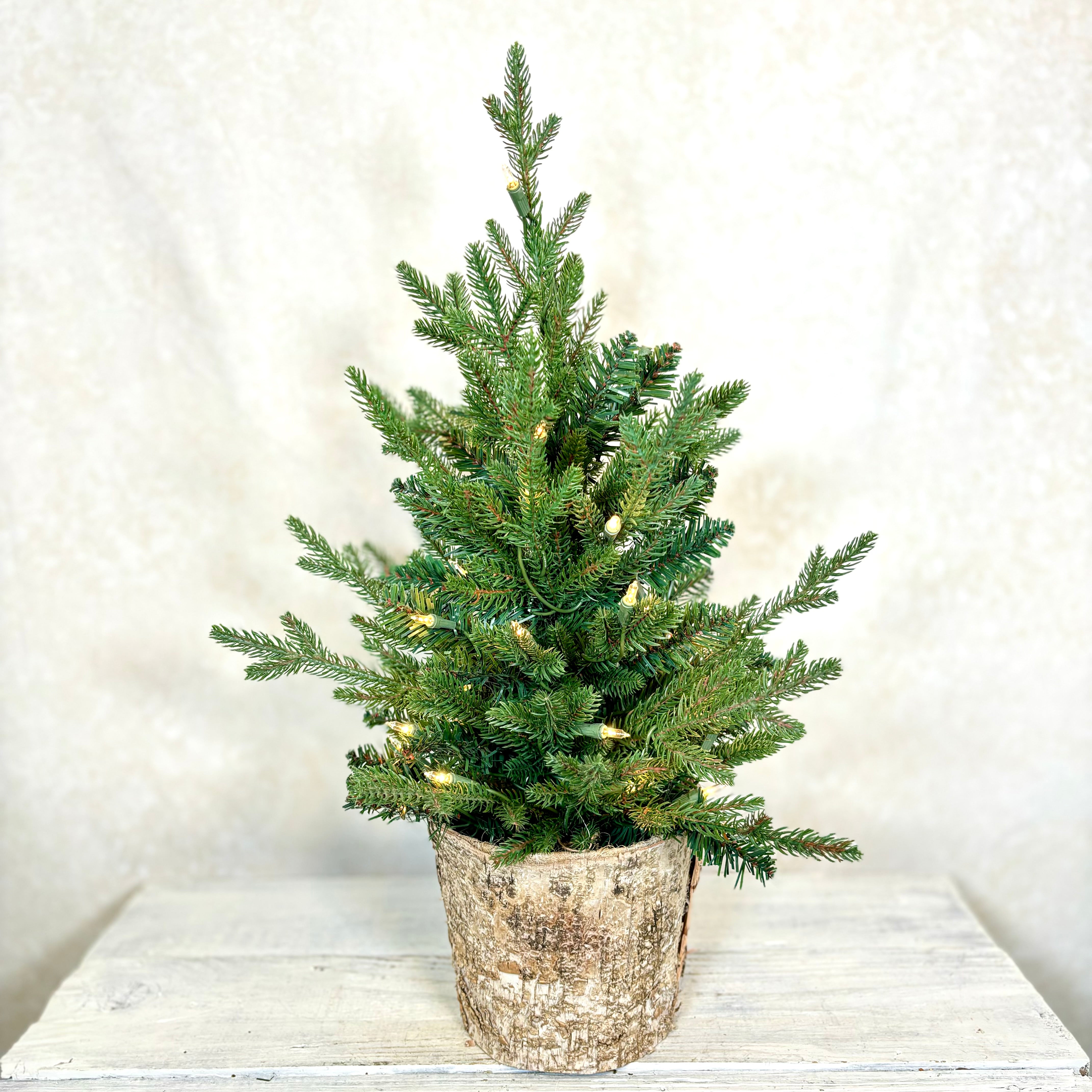 2 Ft. Fraser Pine Tree in Birch Pot with 35 Lights