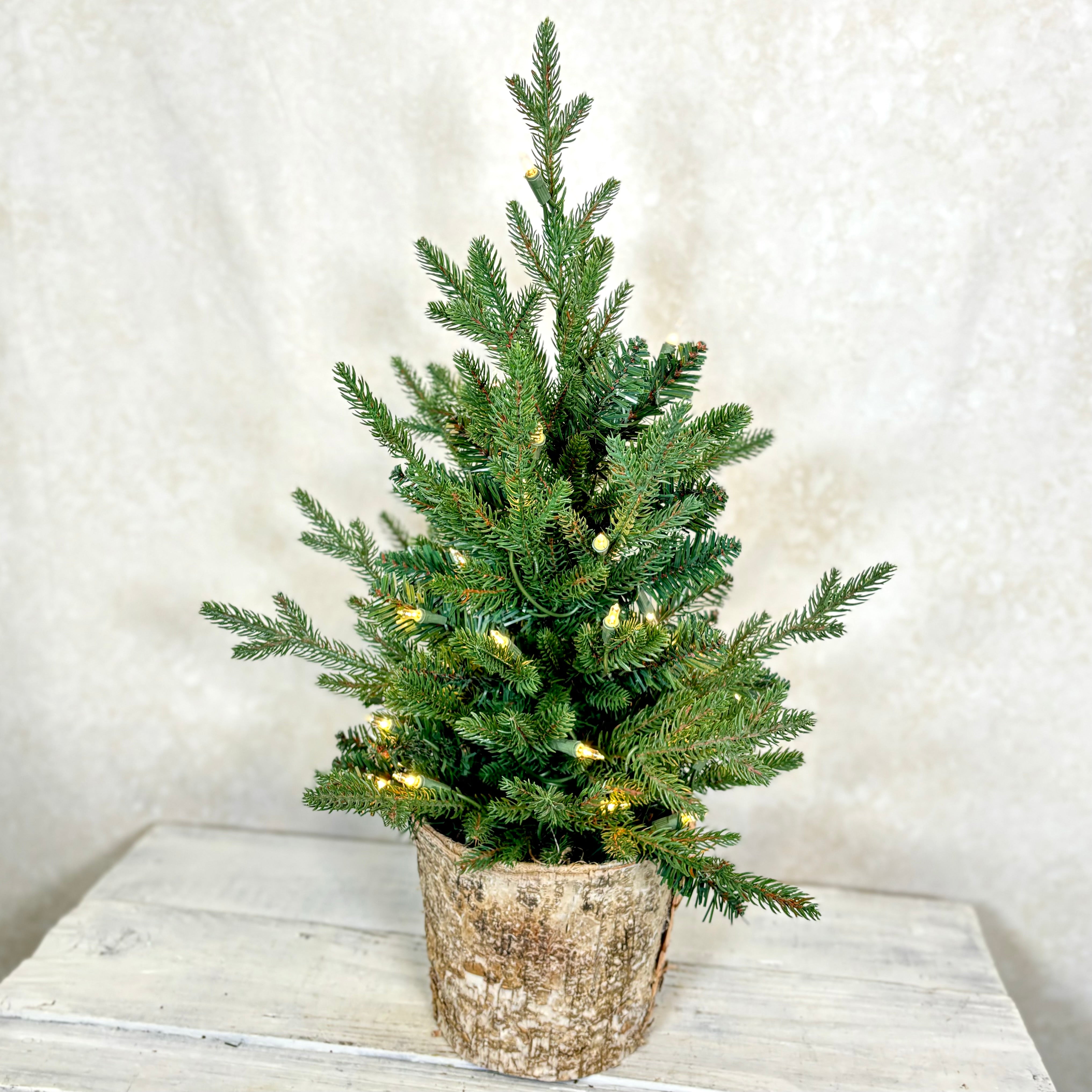 2 Ft. Fraser Pine Tree in Birch Pot with 35 Lights