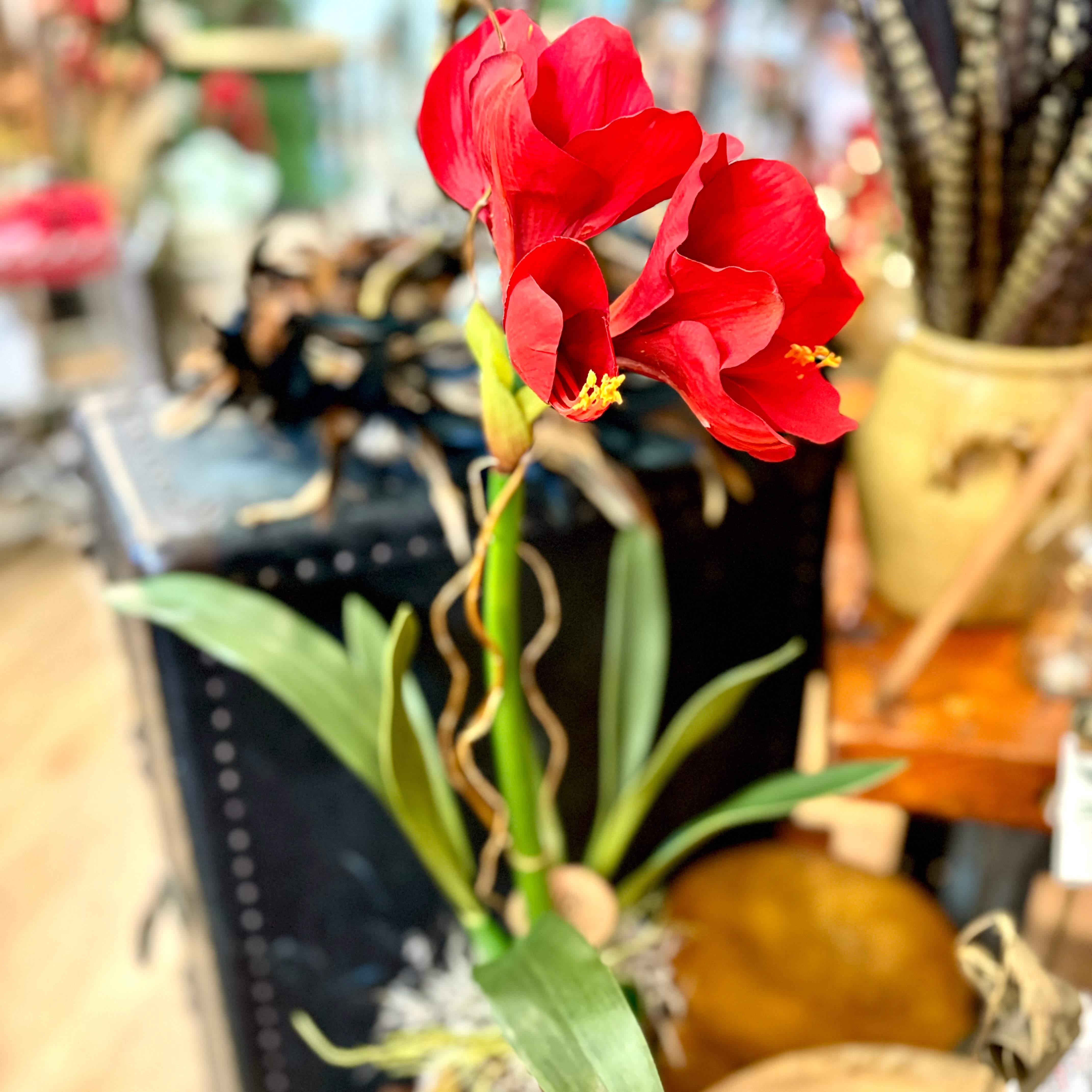 Amaryllis Red Single Drop In