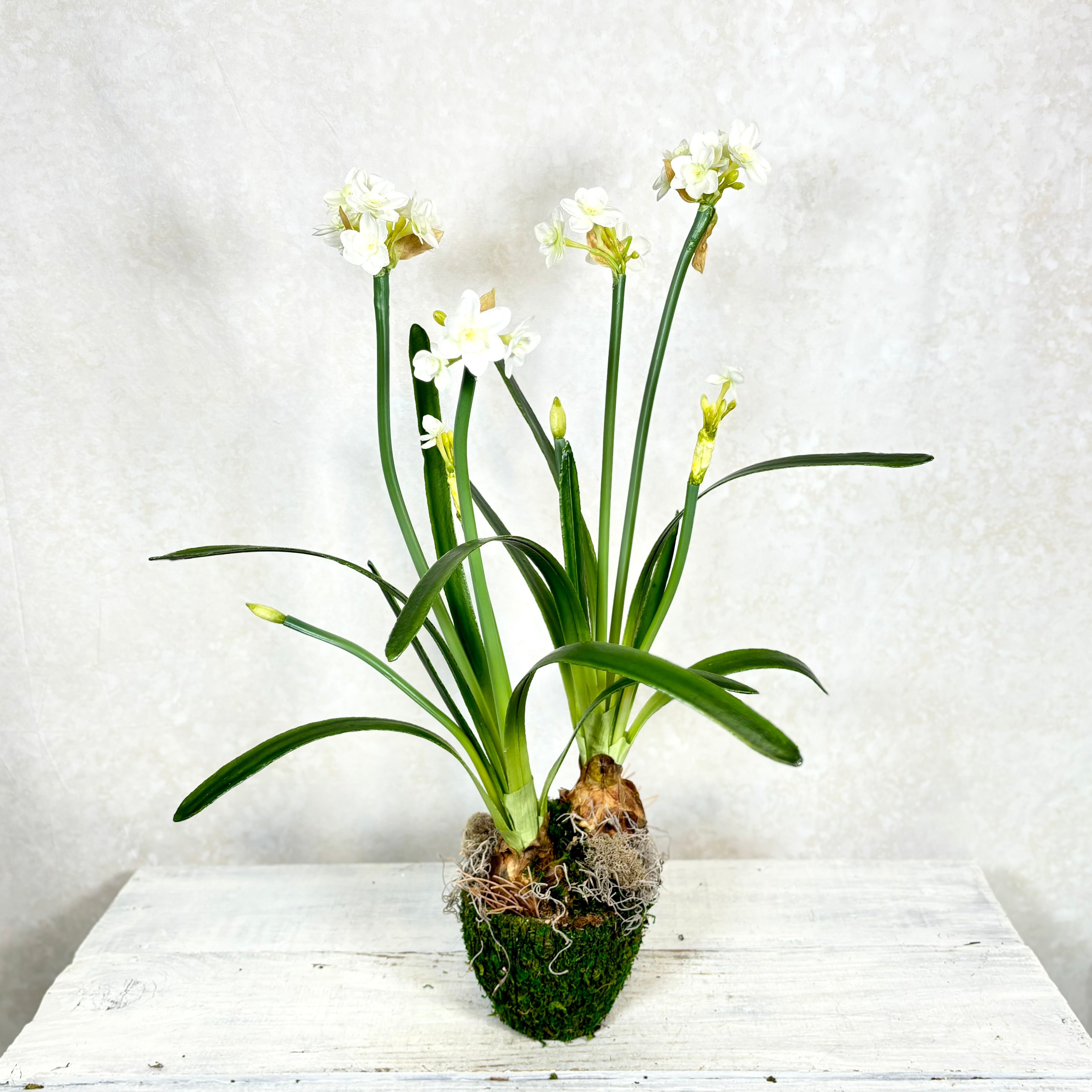 Double Paperwhite Potted