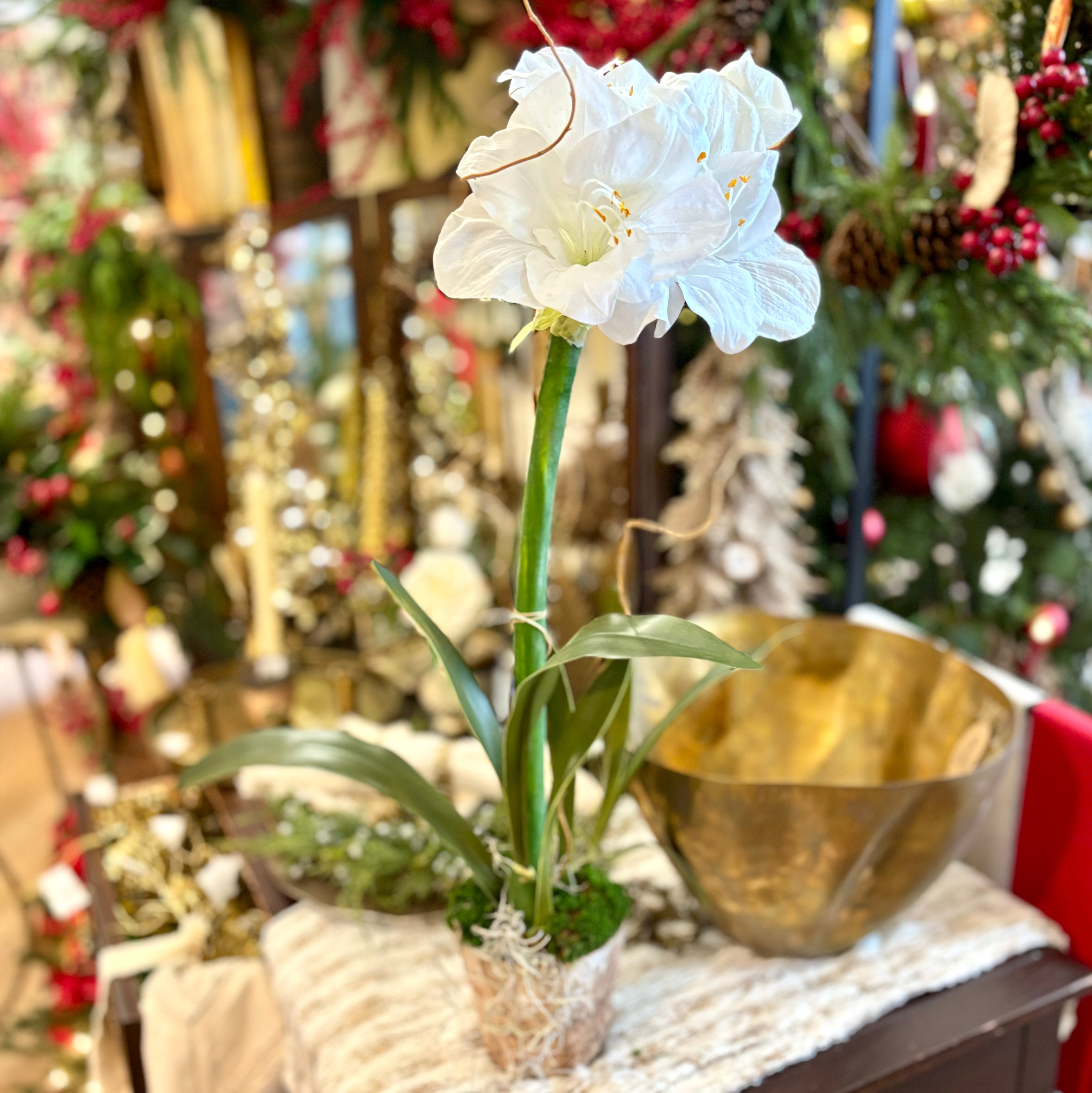 Single White Amaryllis in Birch Pot