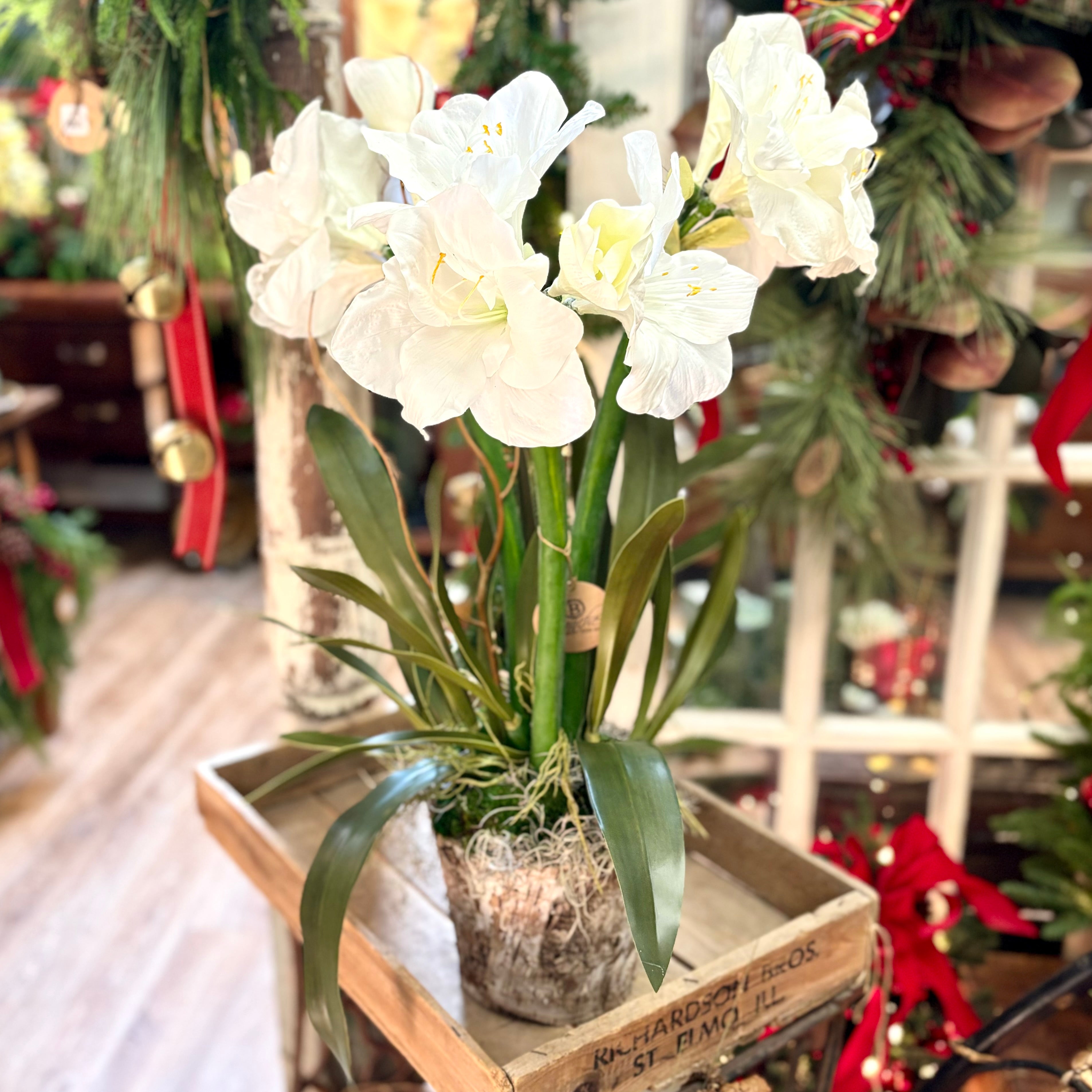 Triple White Amaryllis in Birch Pot