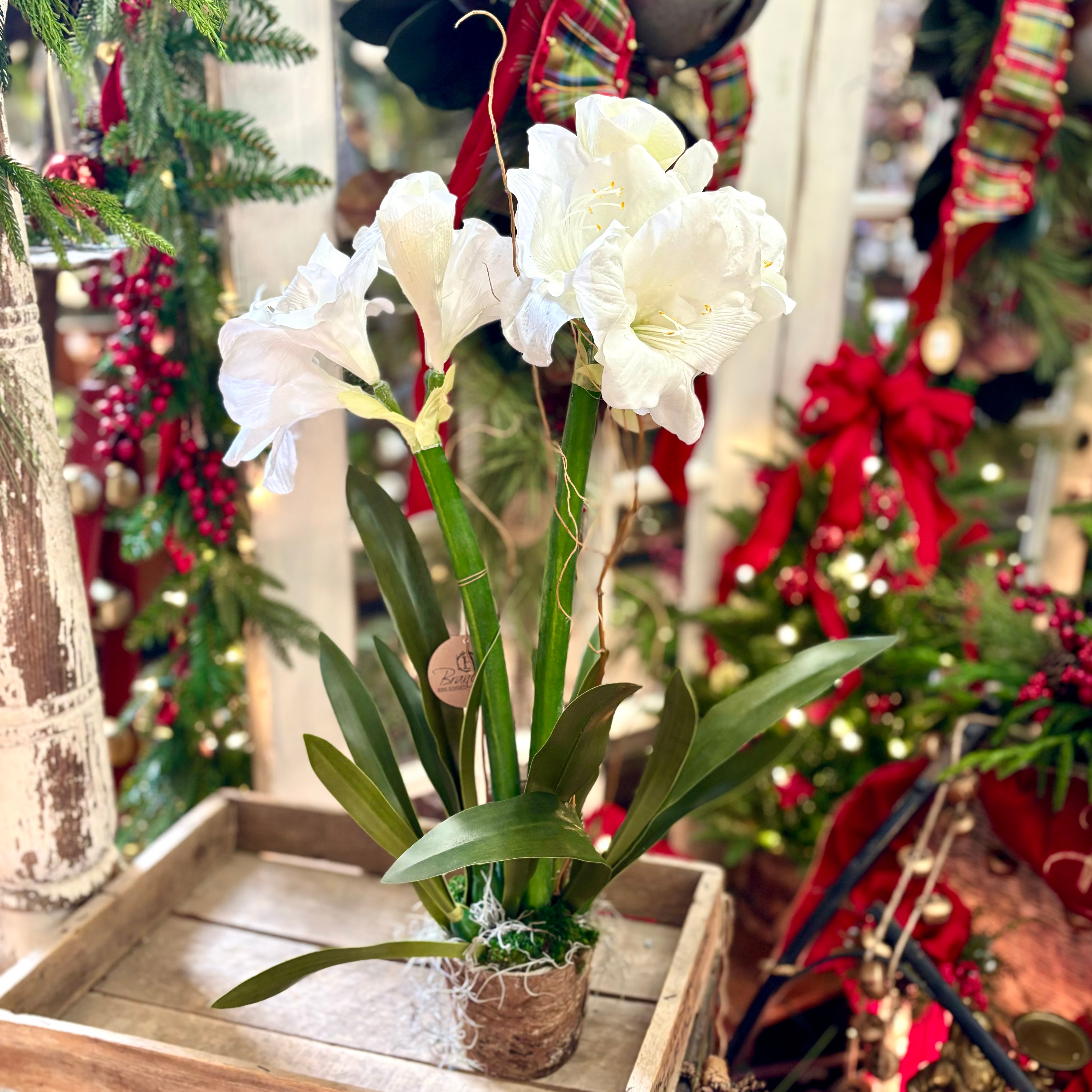 Double White Amaryllis in Birch Pot