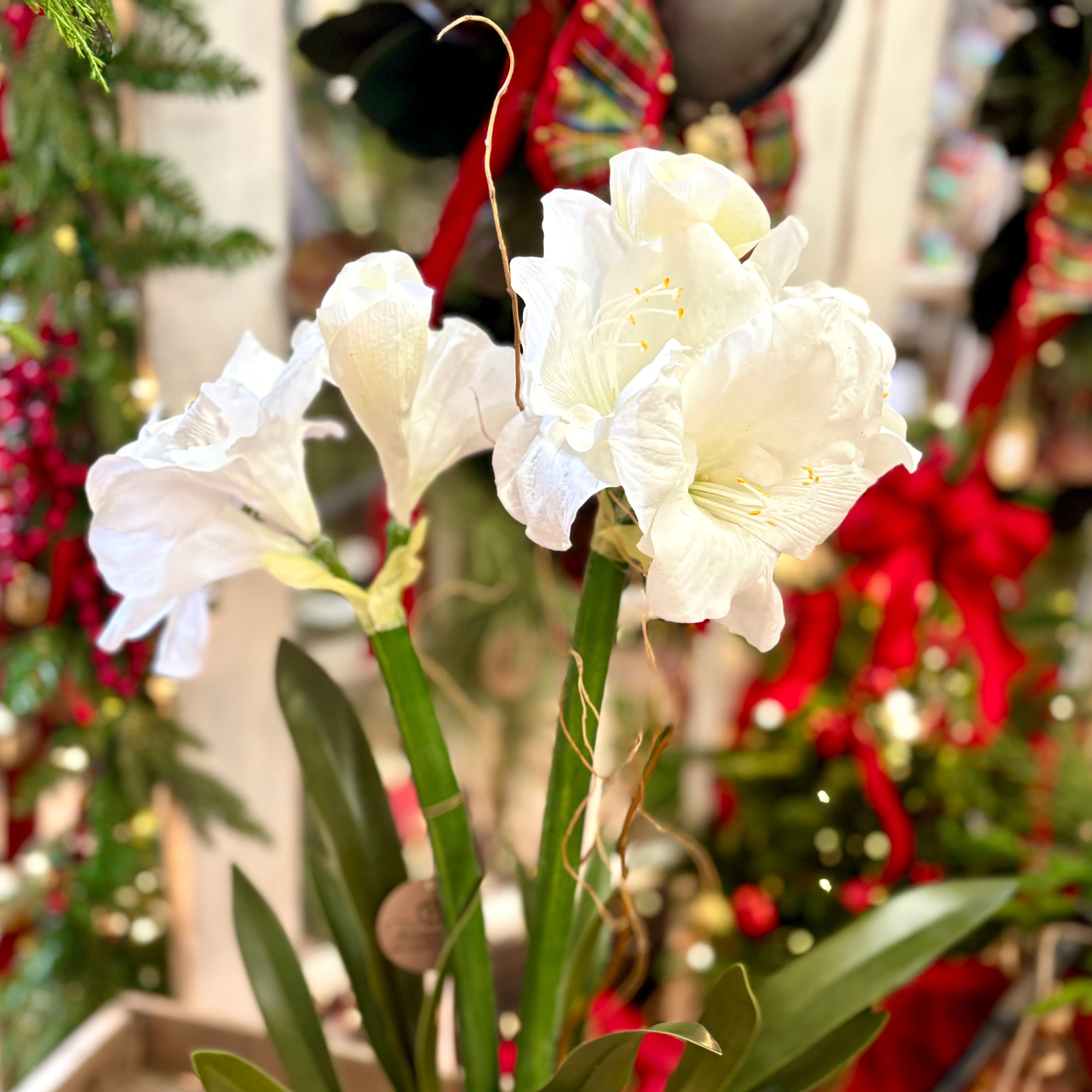 Double White Amaryllis in Birch Pot