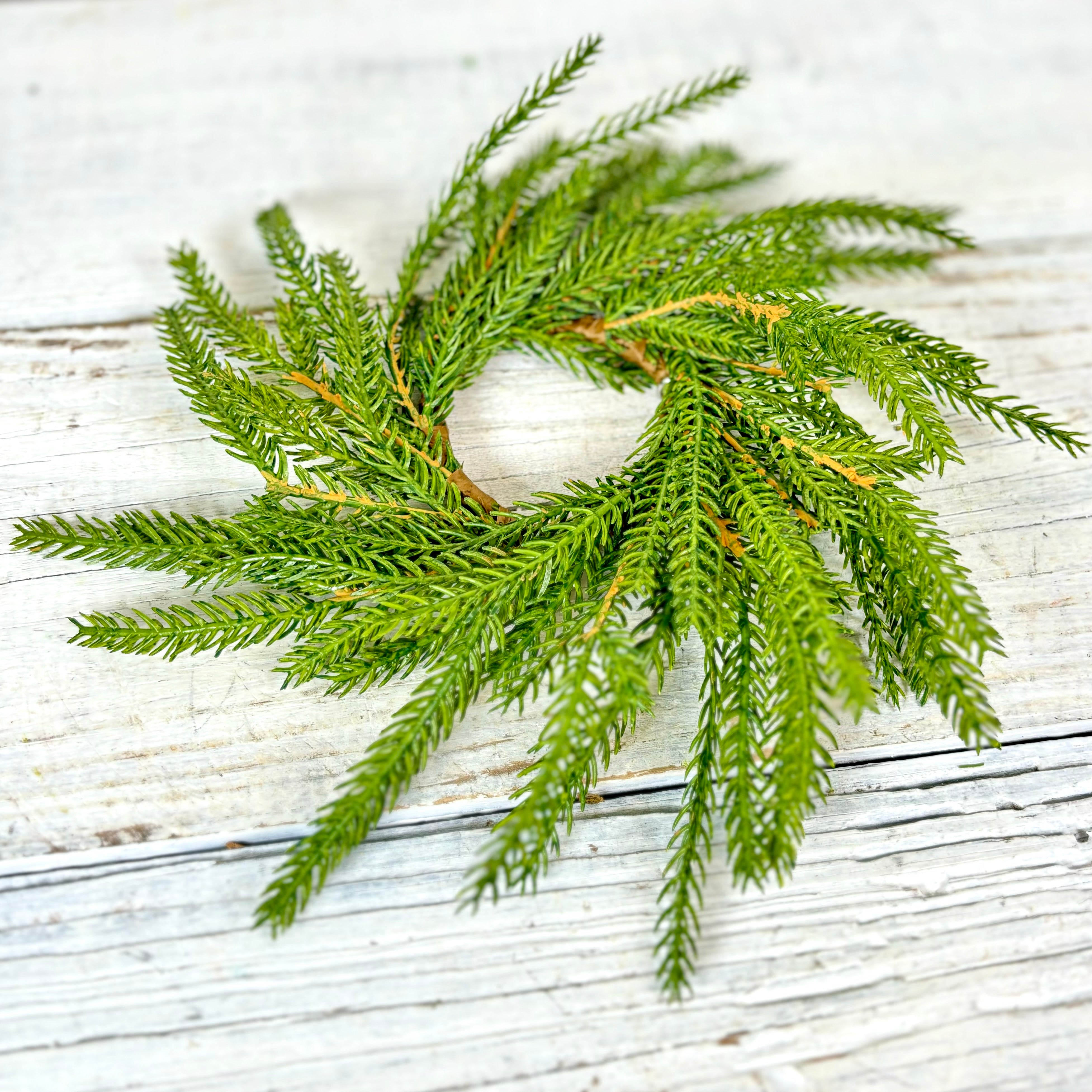 Norfolk Pine Wreath Extra Small