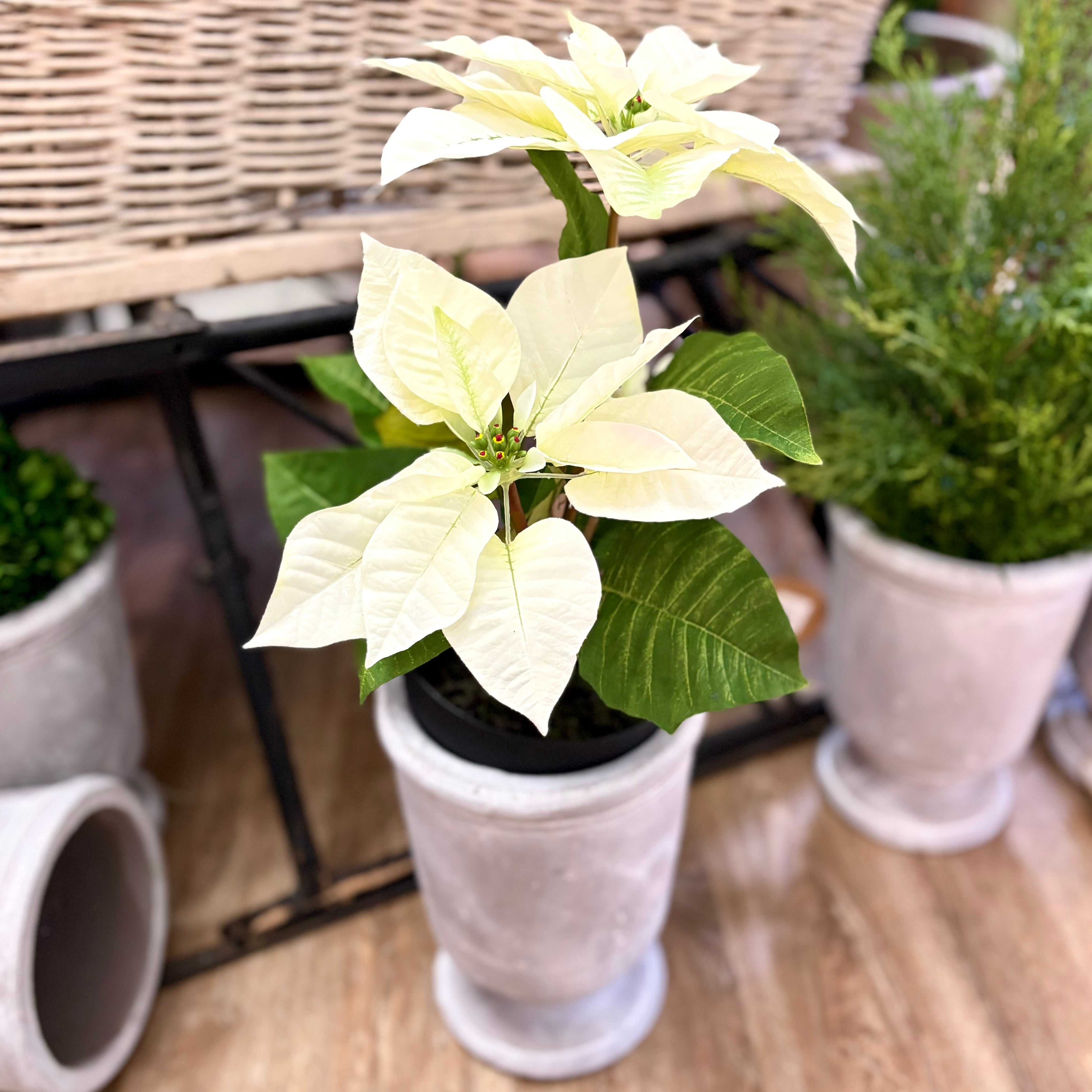 Potted Classic White Poinsettia