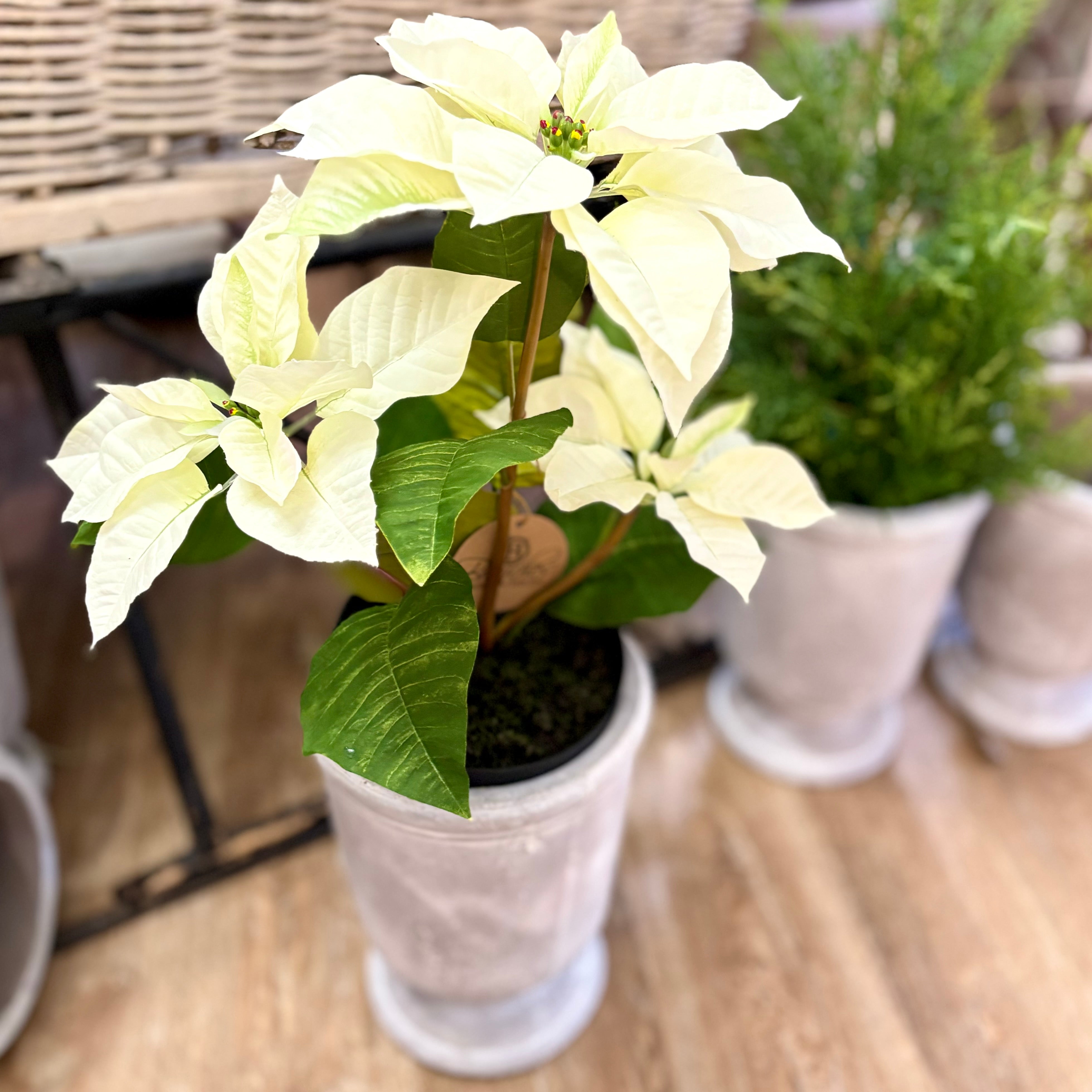 Potted Classic White Poinsettia