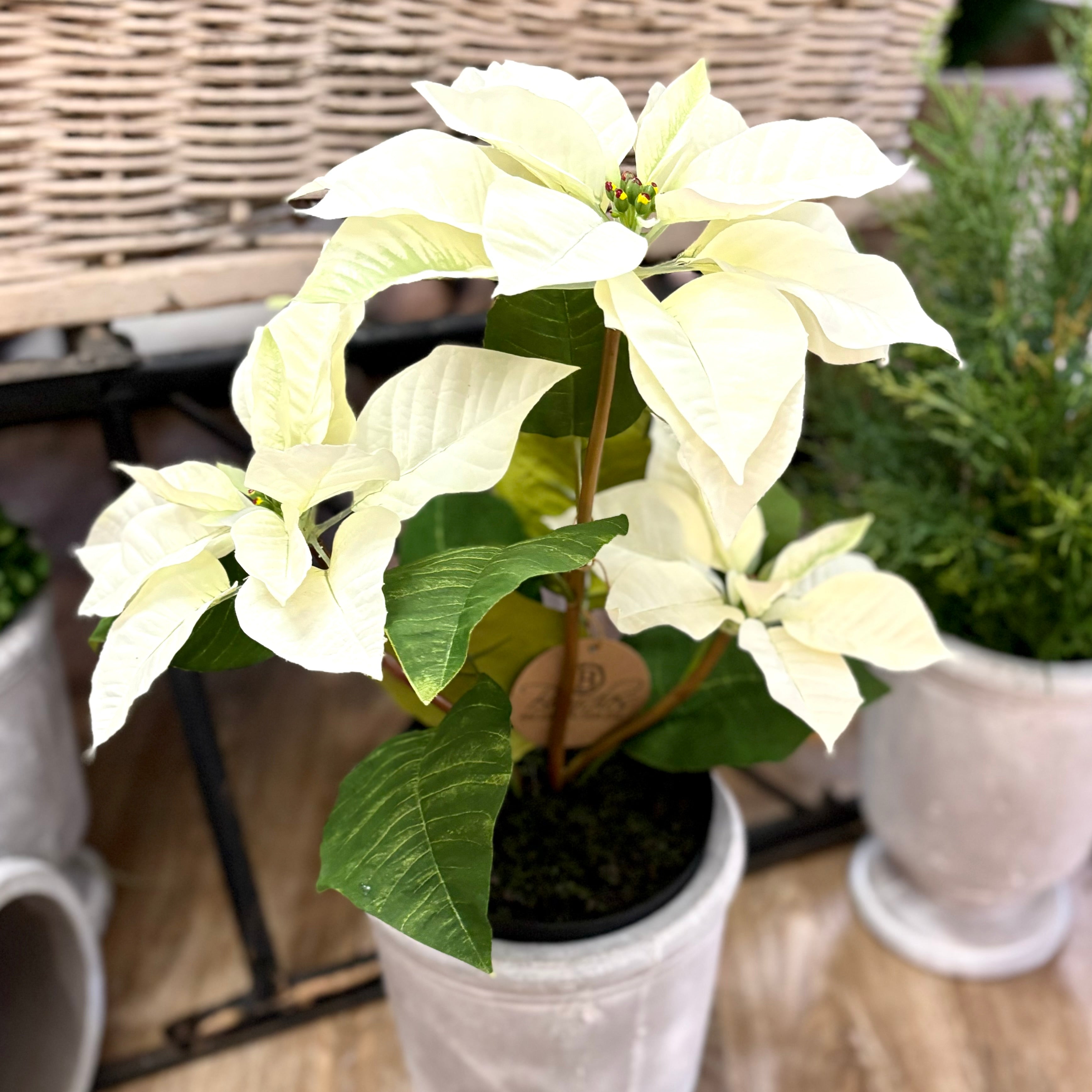 Potted Classic White Poinsettia