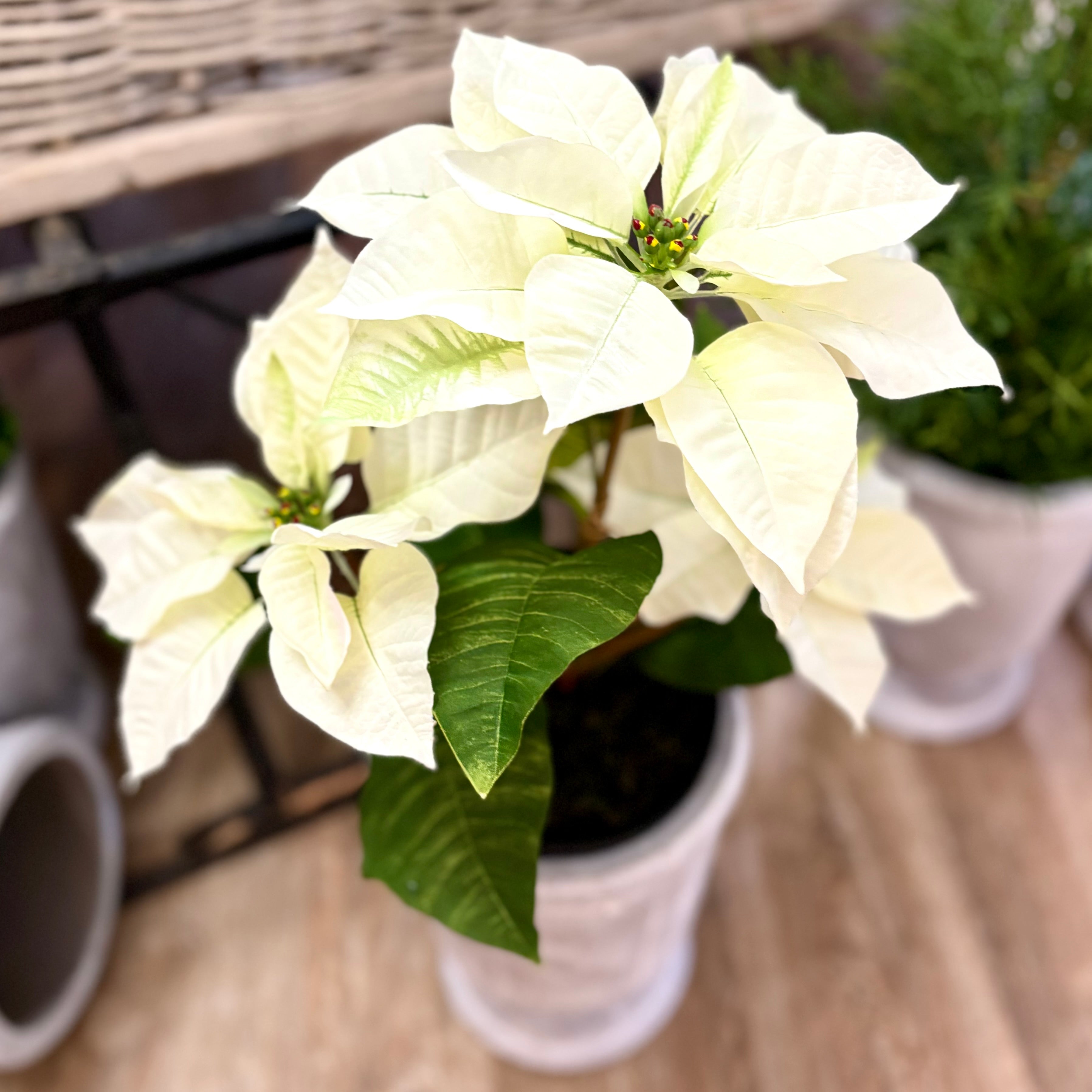 Potted Classic White Poinsettia