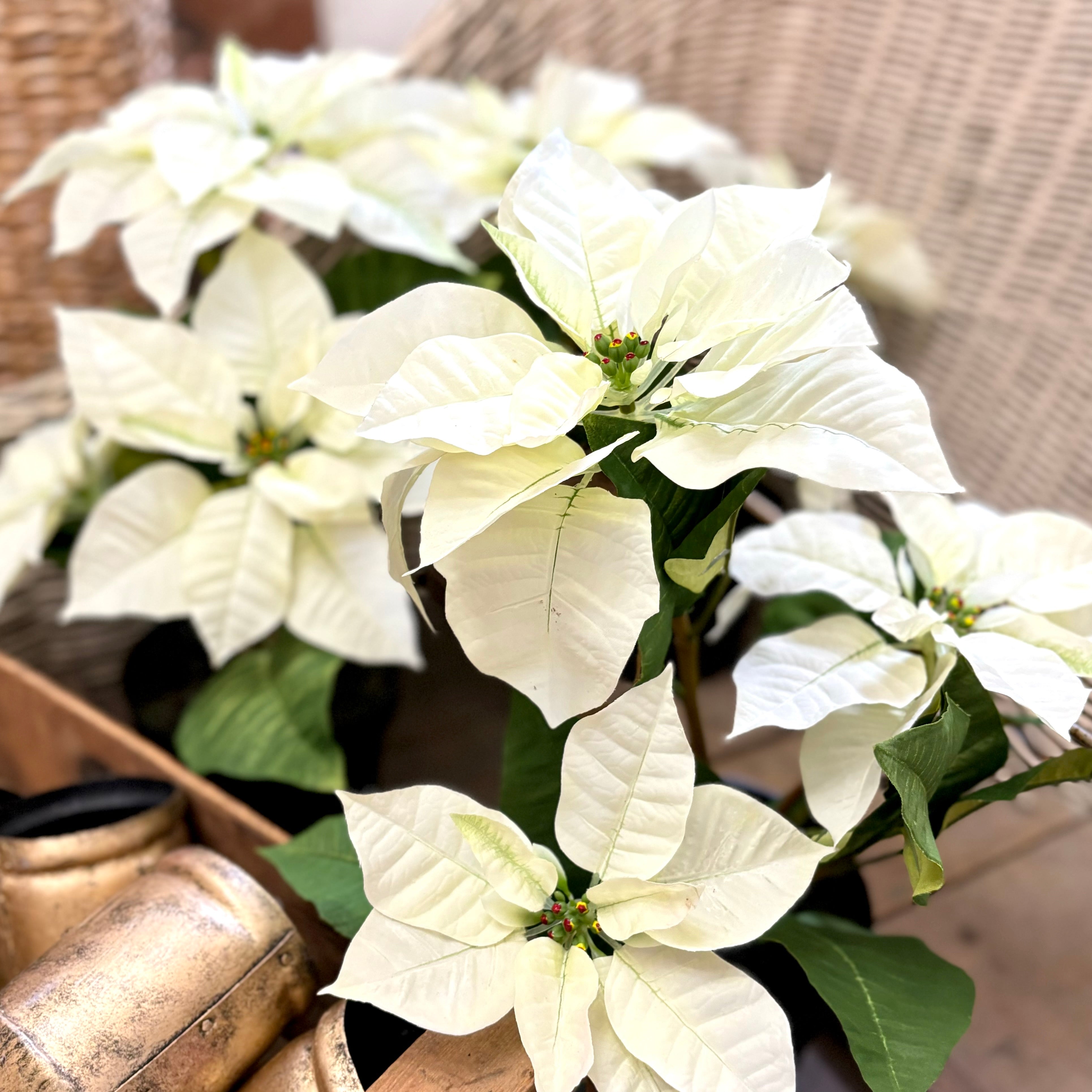 Potted Classic White Poinsettia