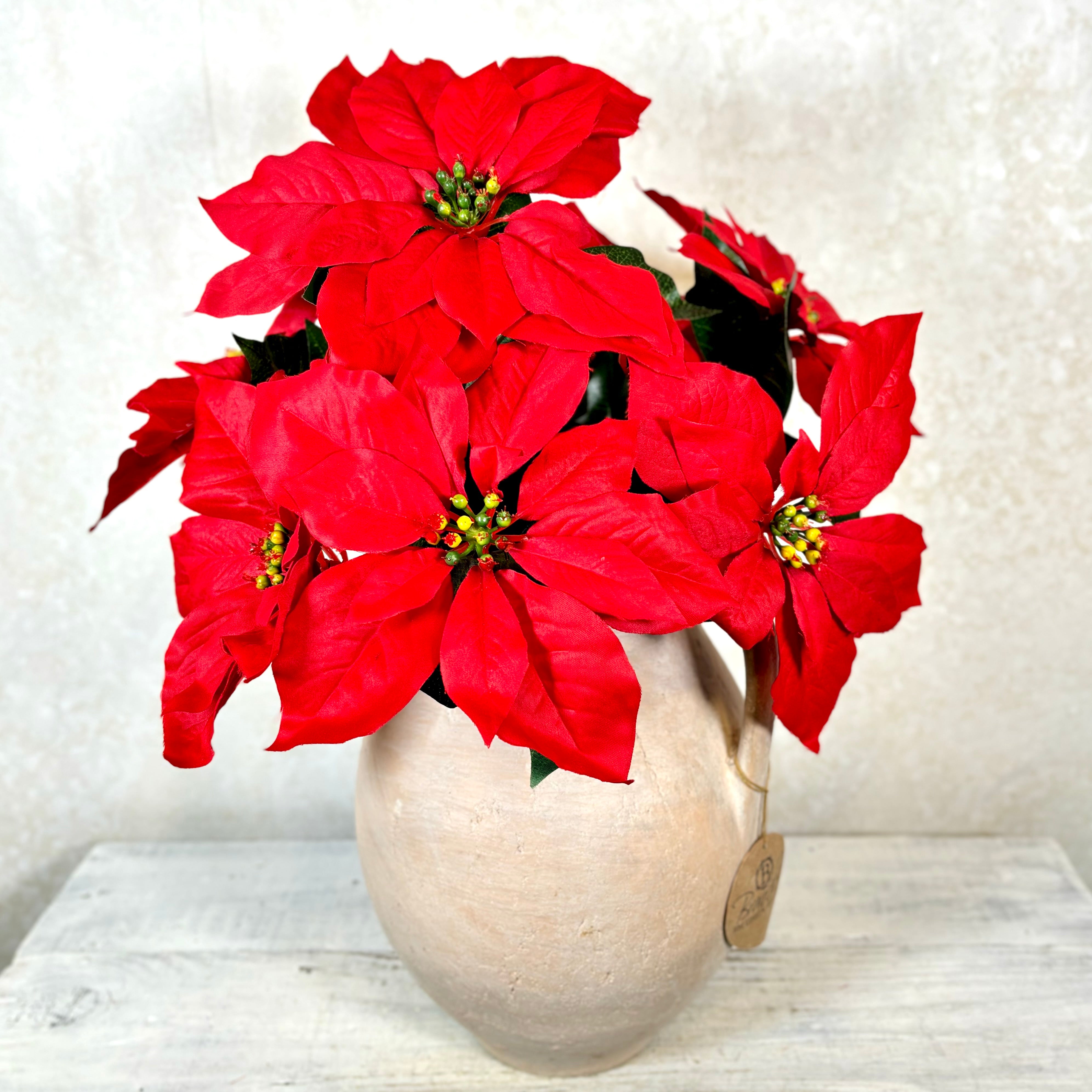 Red Poinsettia Bush Weather Resistant