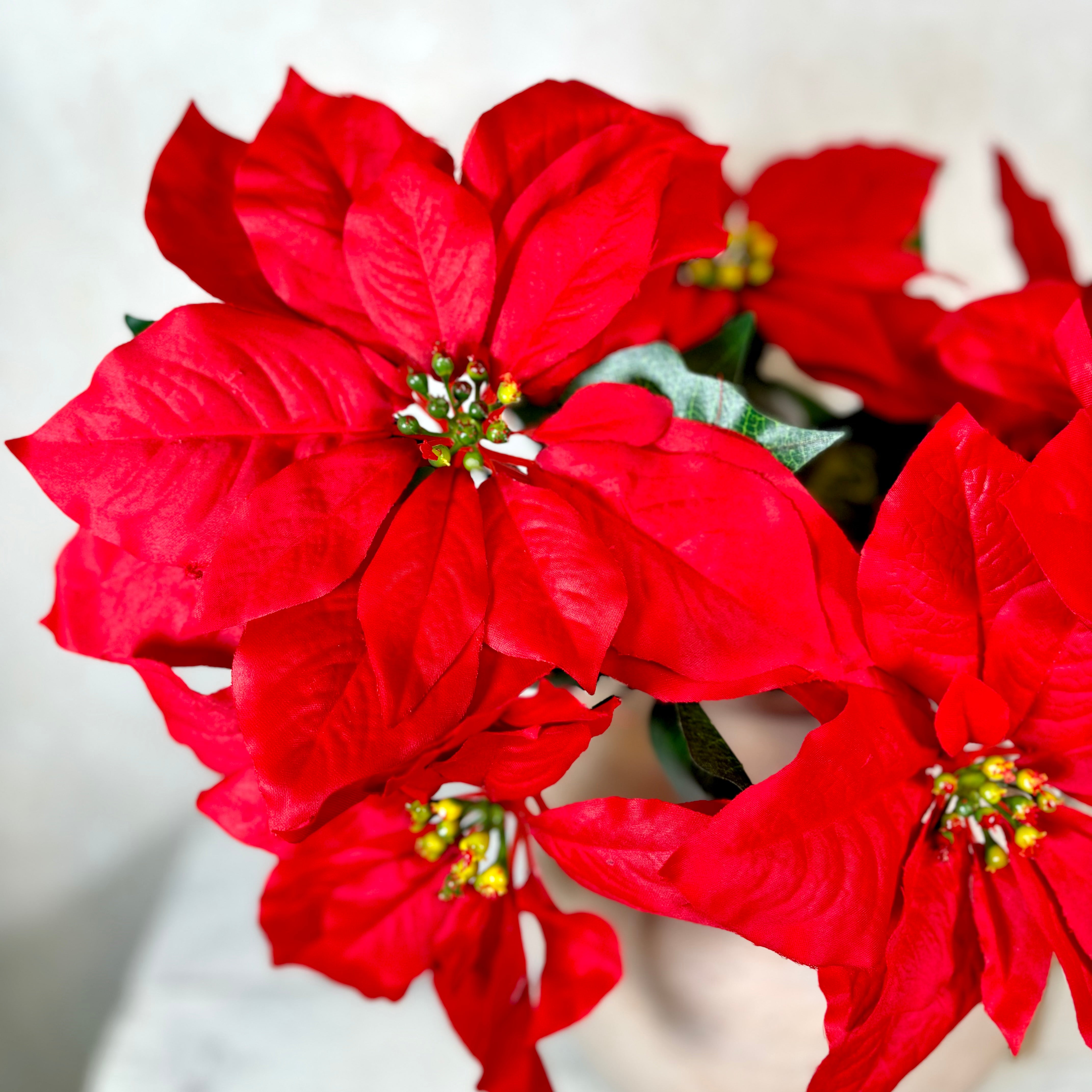 Red Poinsettia Bush Weather Resistant