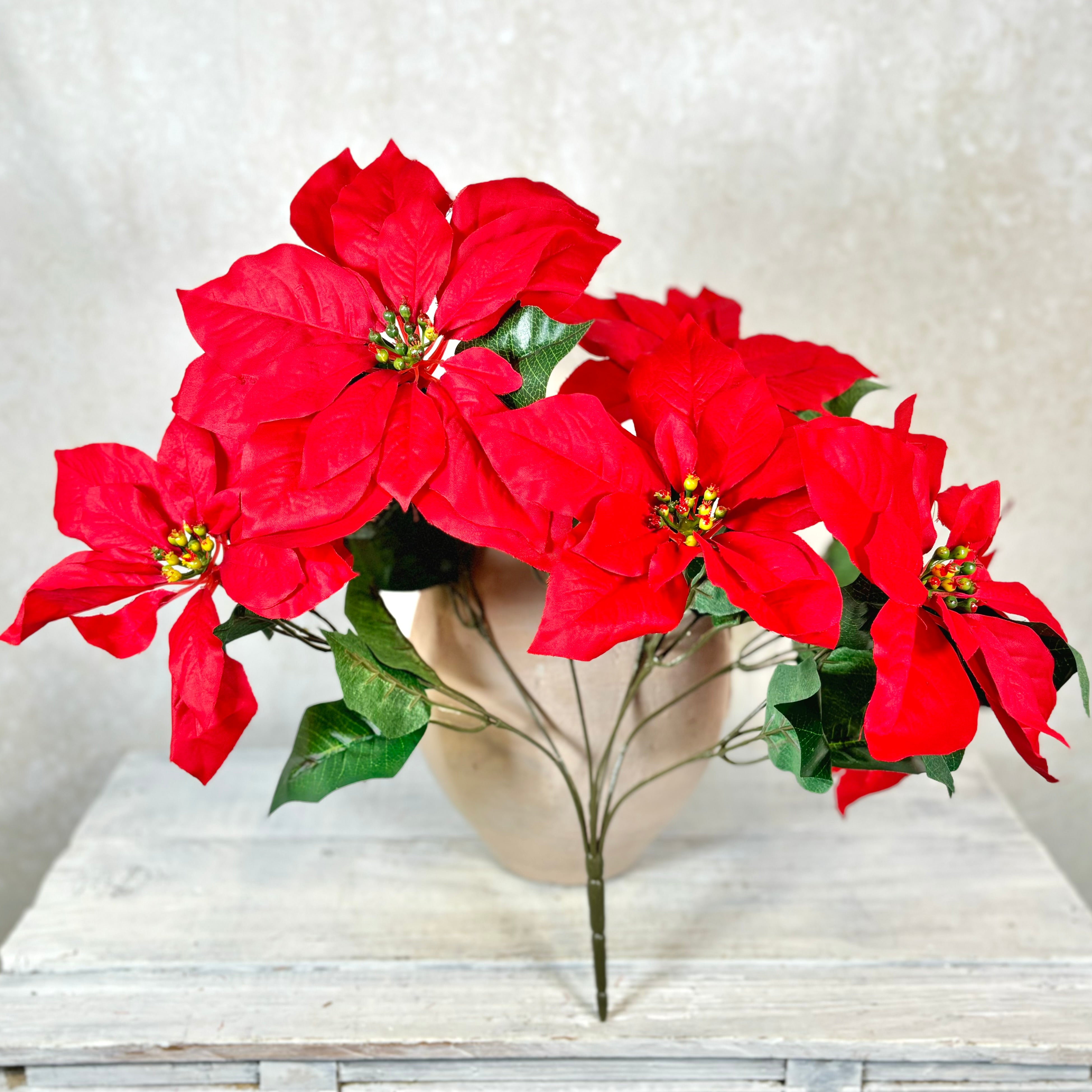 Red Poinsettia Bush Weather Resistant