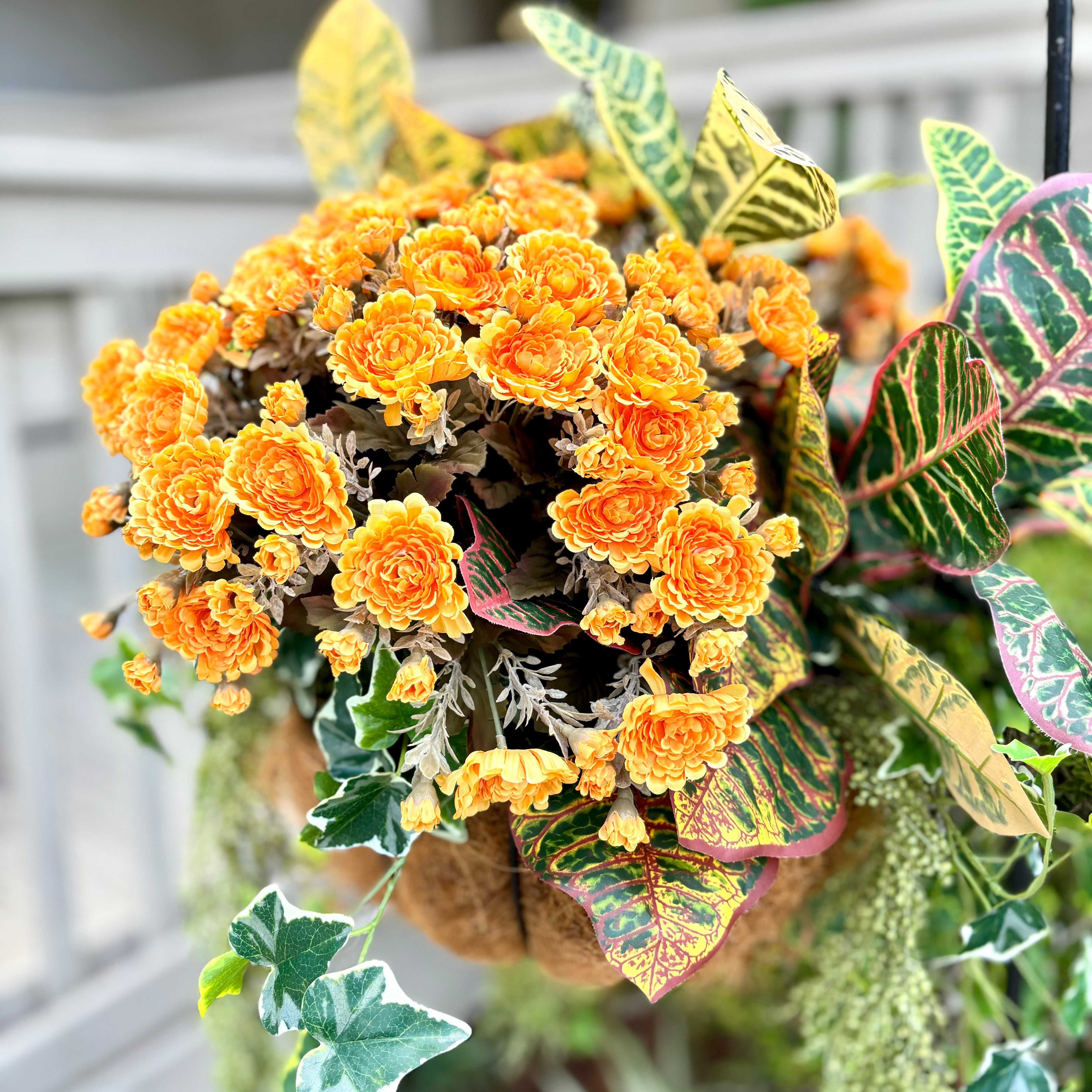 Autumn Hanging Basket with Croton and Ivy