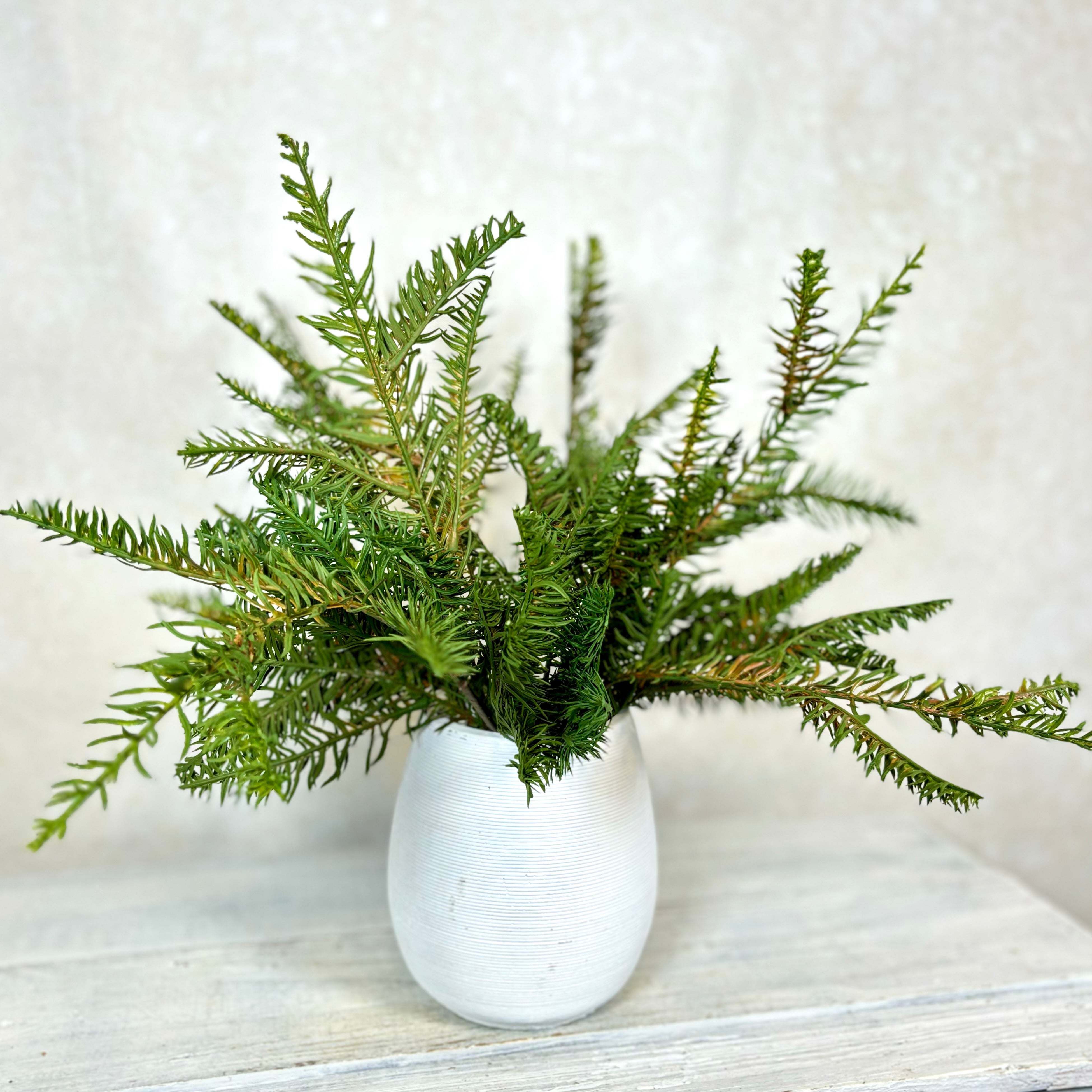 Noble Fir Spray