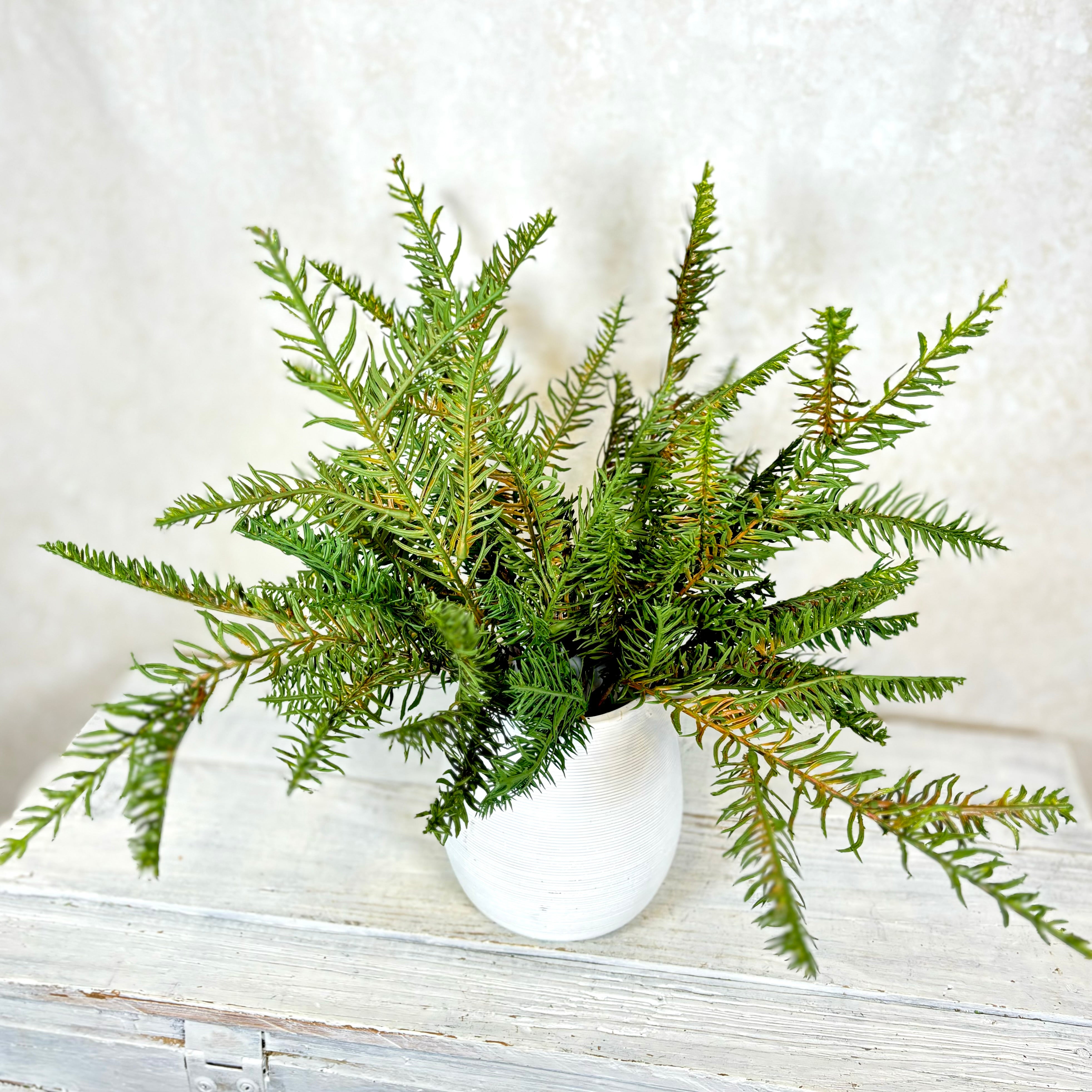 Noble Fir Spray