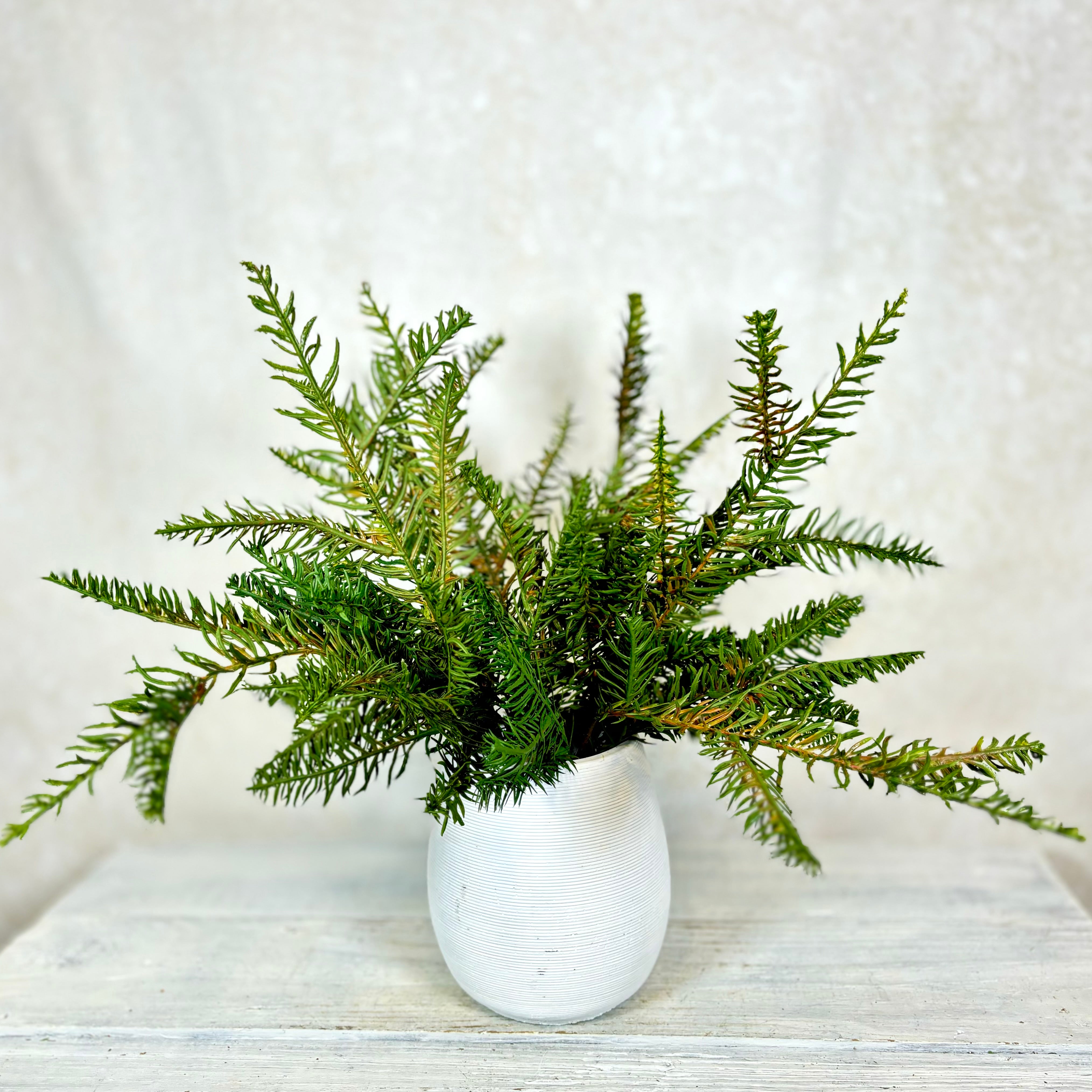 Noble Fir Spray