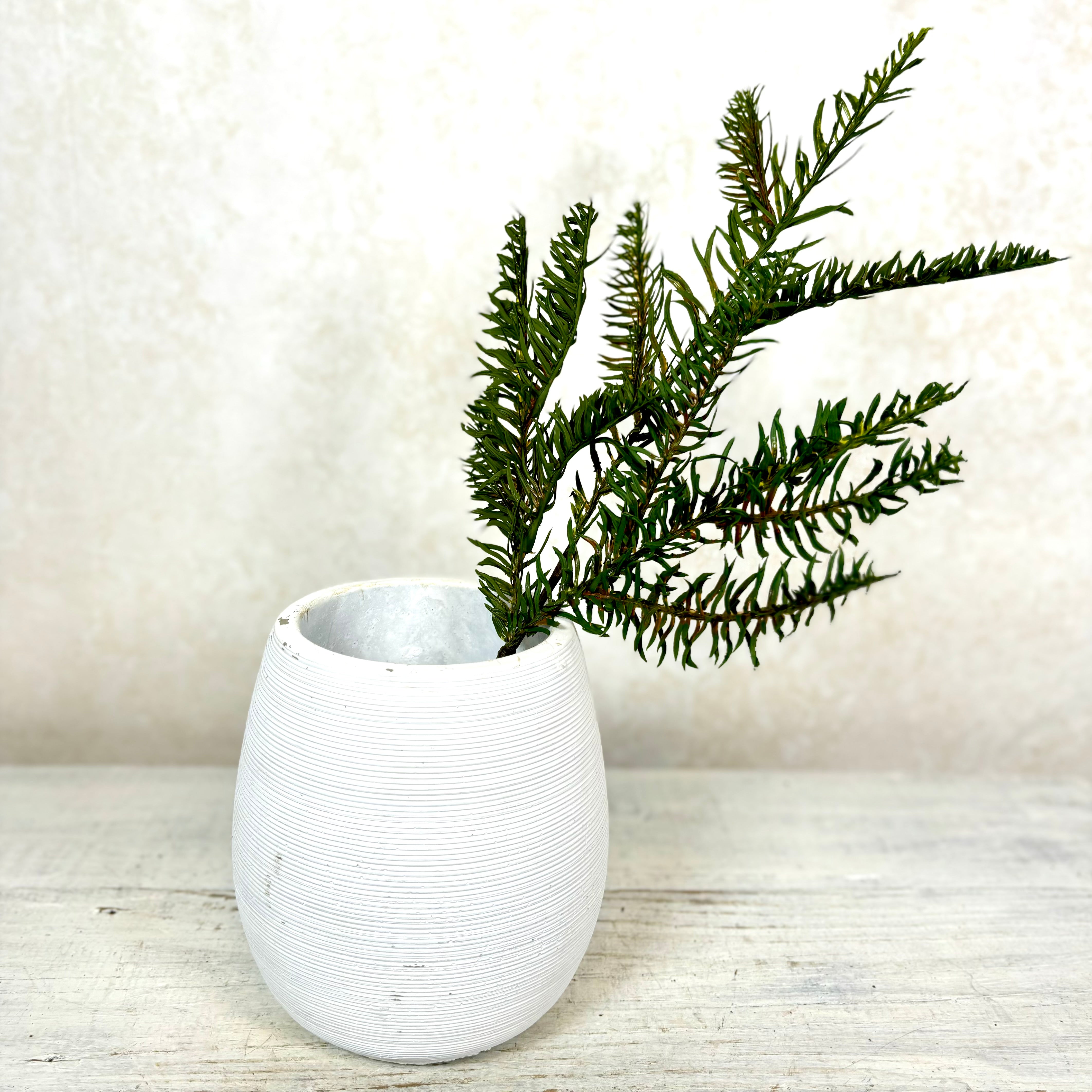 Noble Fir Spray