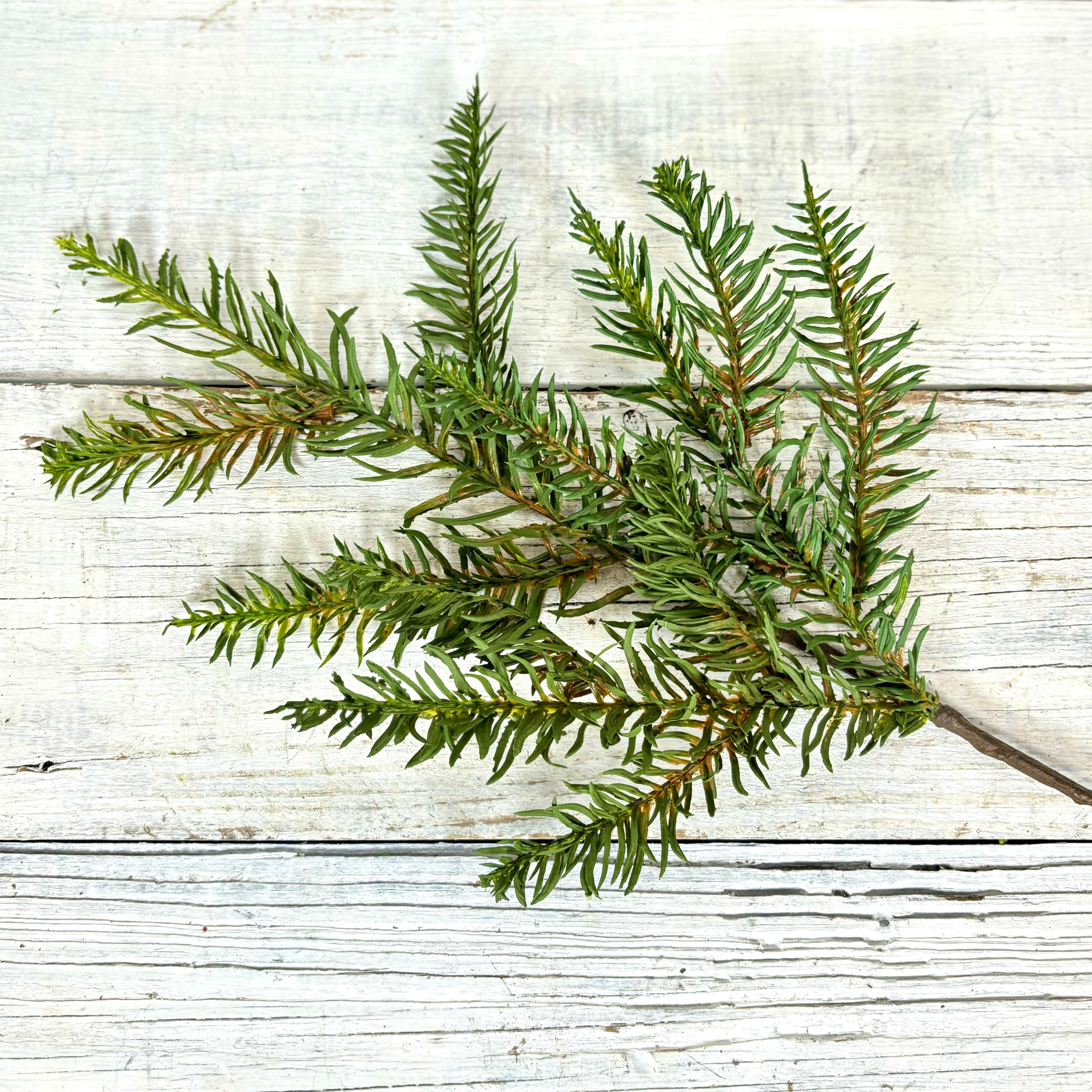 Noble Fir Spray