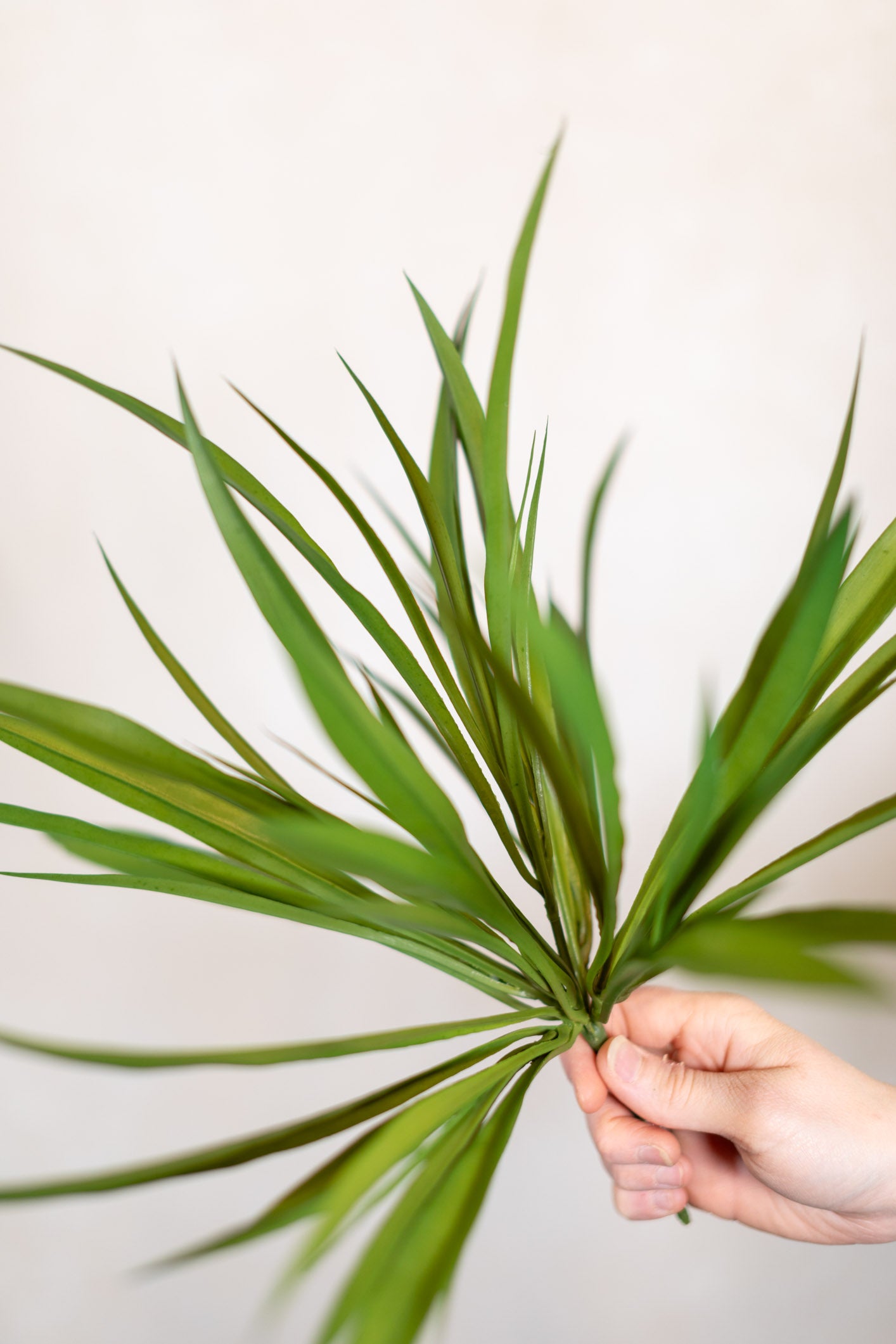 Vanilla Grass Bush