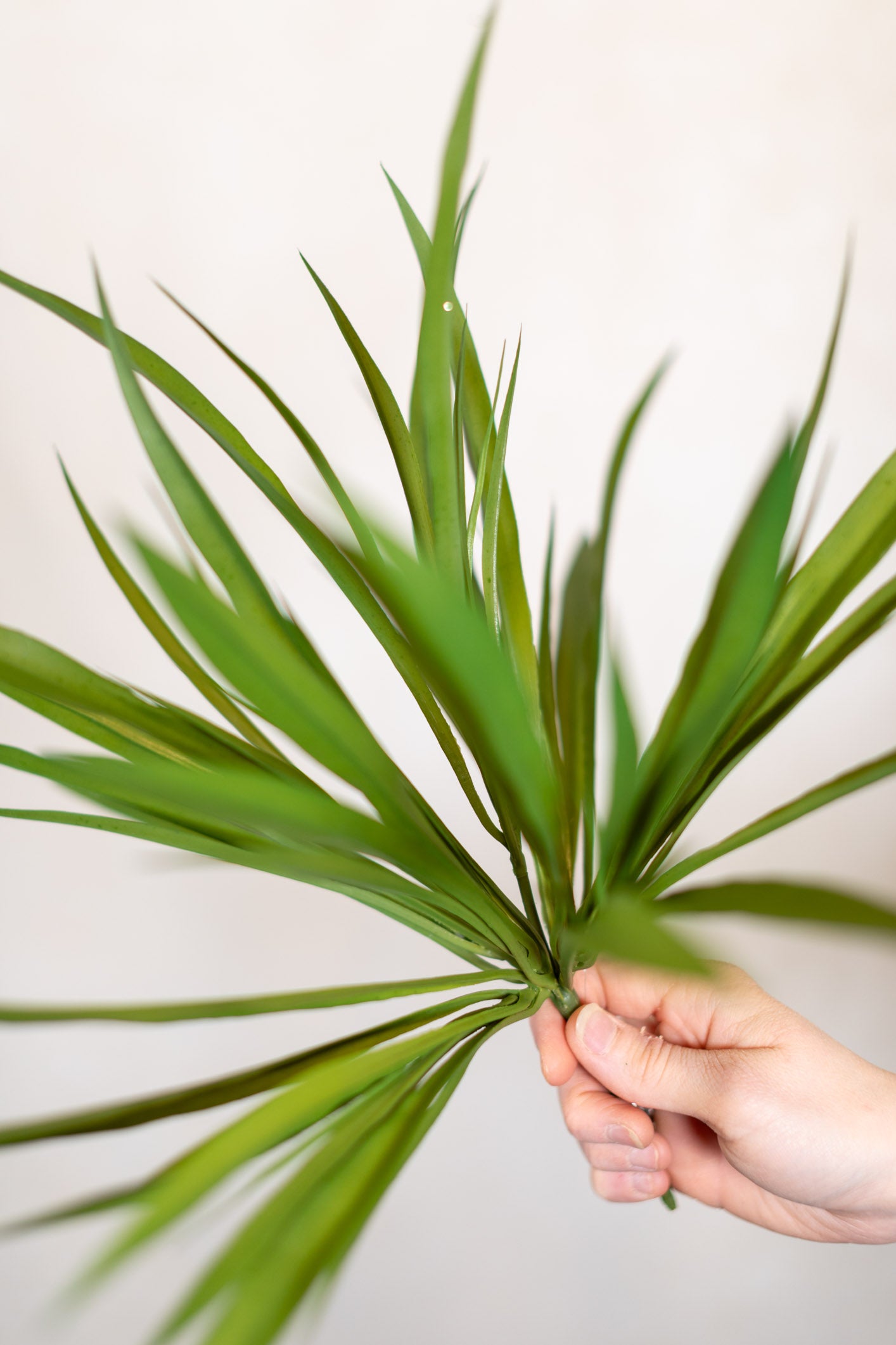 Vanilla Grass Bush