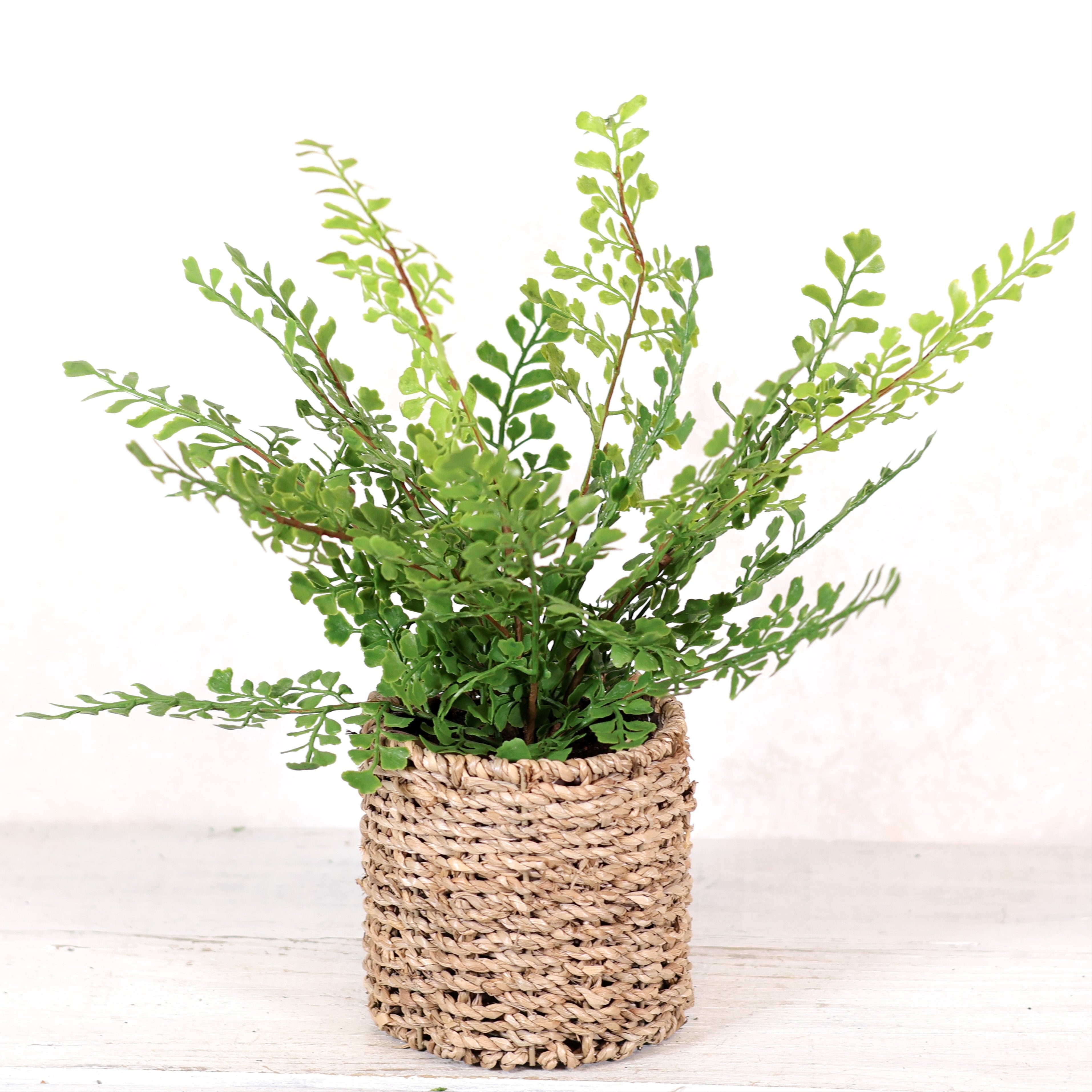 Maidenhair Fern in Round Woven Basket