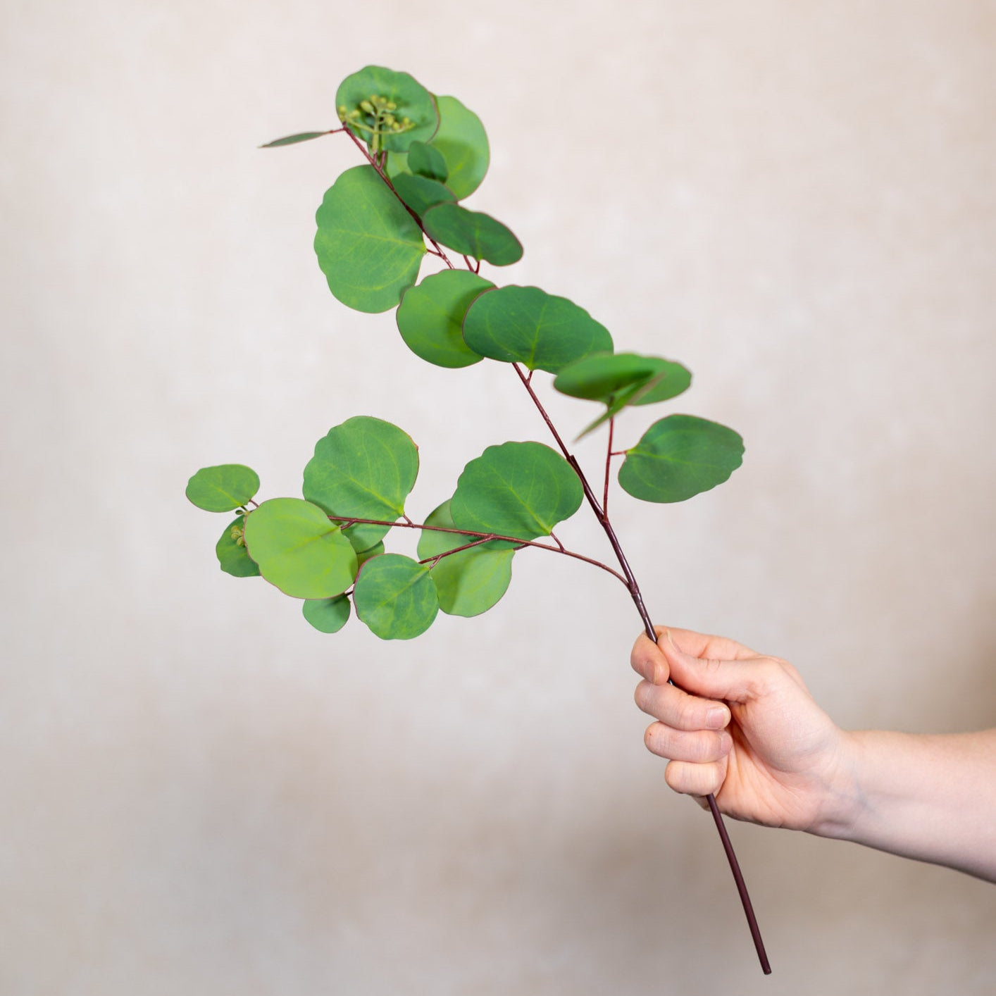 Silver Dollar Eucalyptus Pick