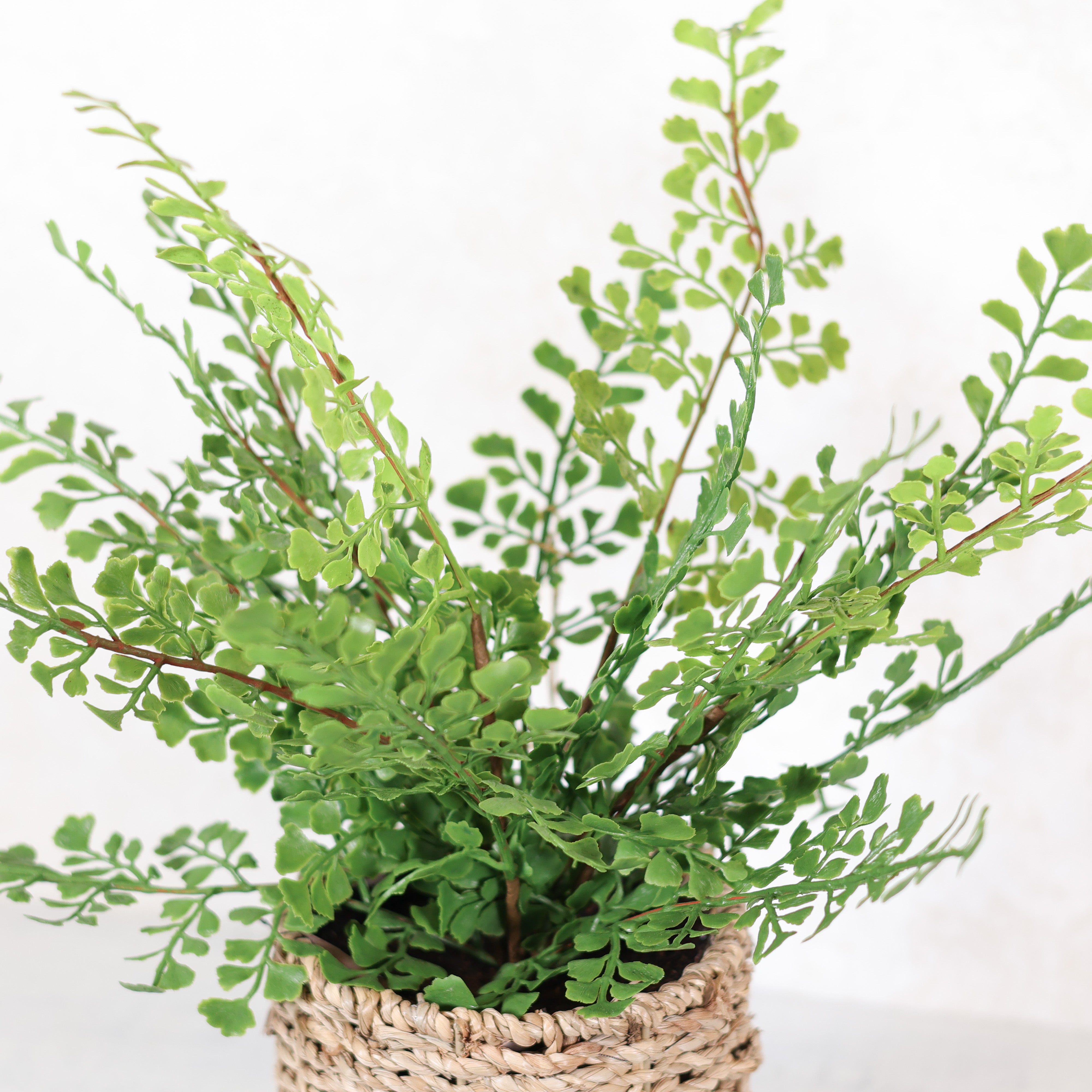 Maidenhair Fern in Round Woven Basket